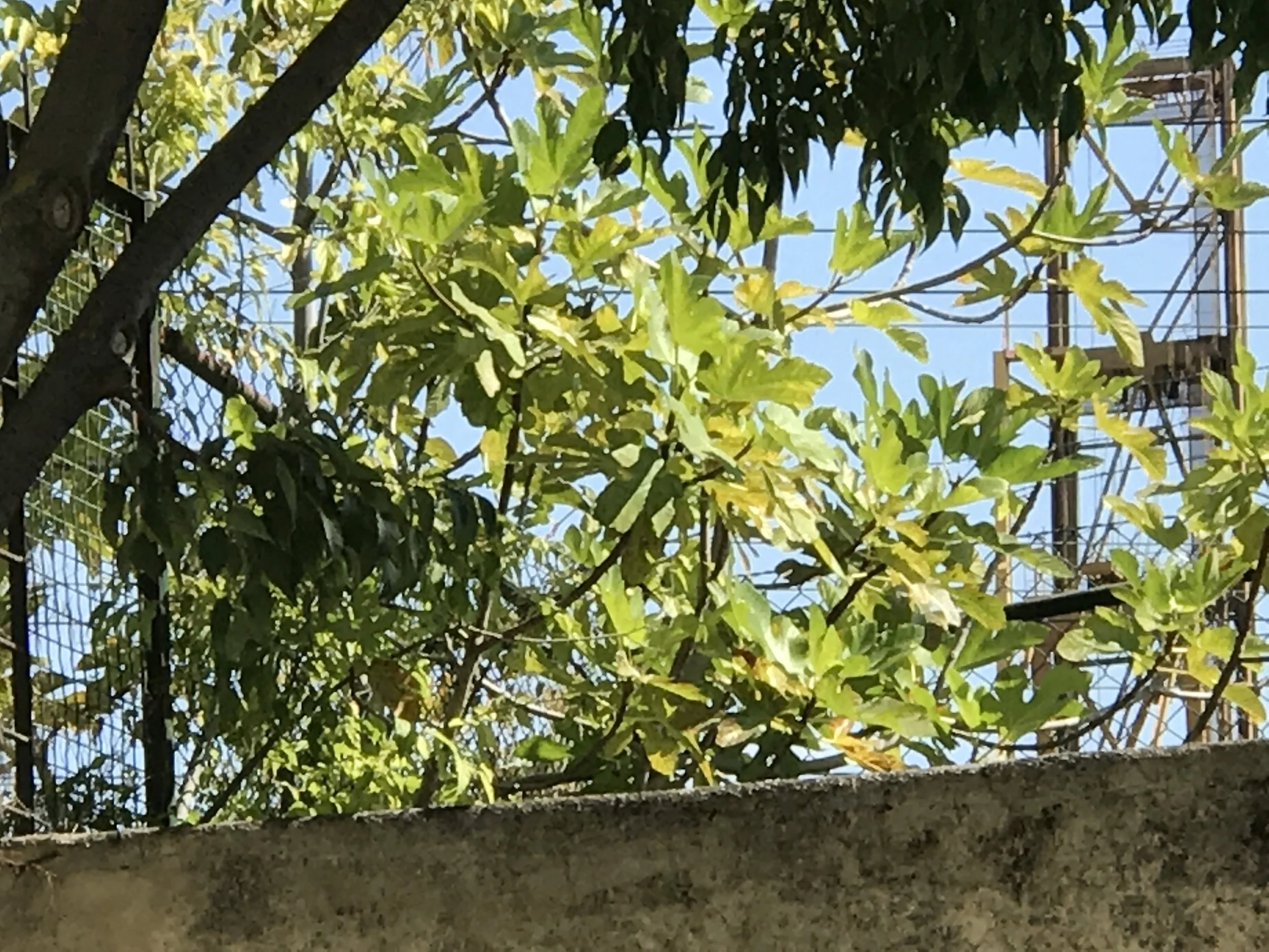  This is a another large tree growing in the wall near the Santa Apolónia station 