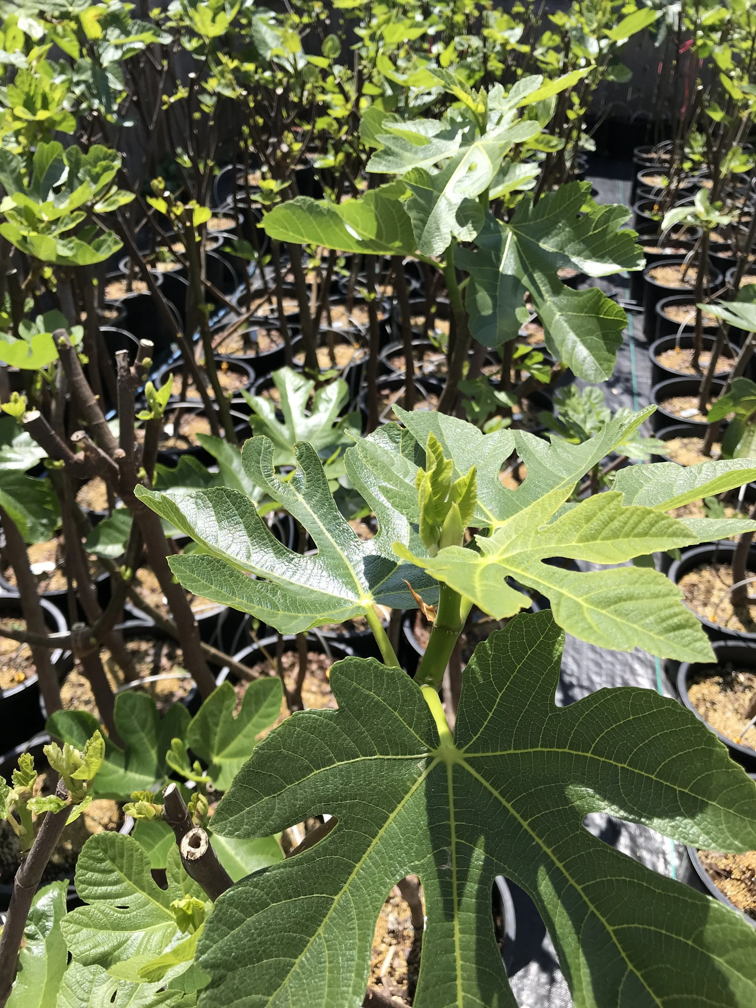 Our Trees Are Leafing Out Nicely