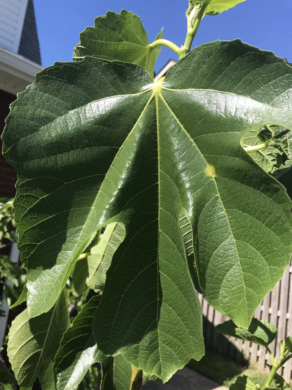 Ravin de Calce — french fig farm
