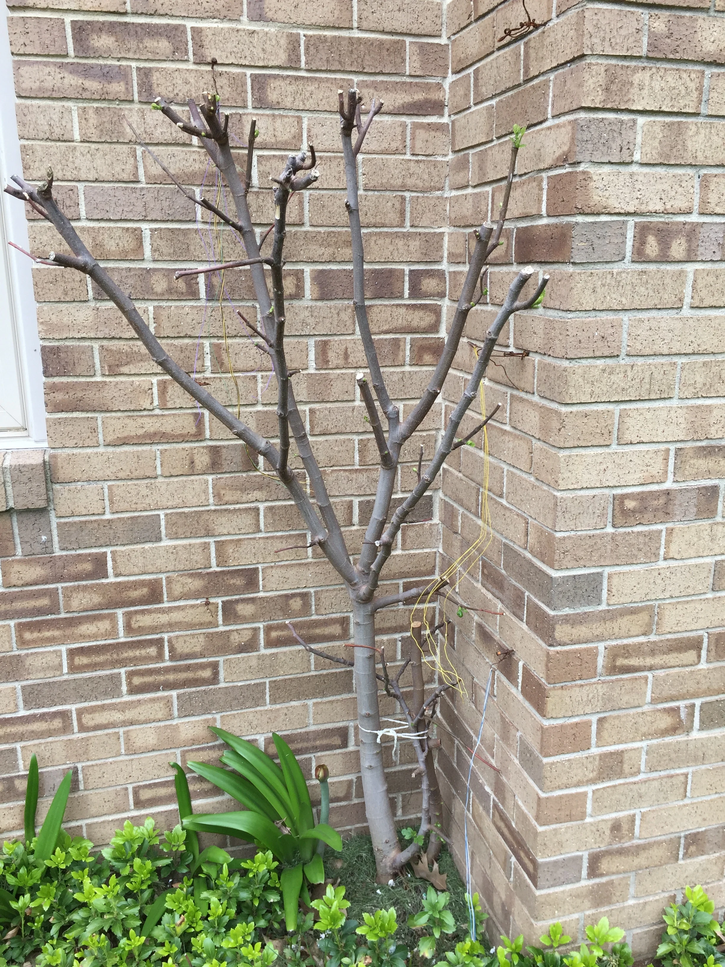  The tree survived a 2019 low a temperature of -11°F that occurred on several consecutive nights. For many more nights there were lows in the single digits. 