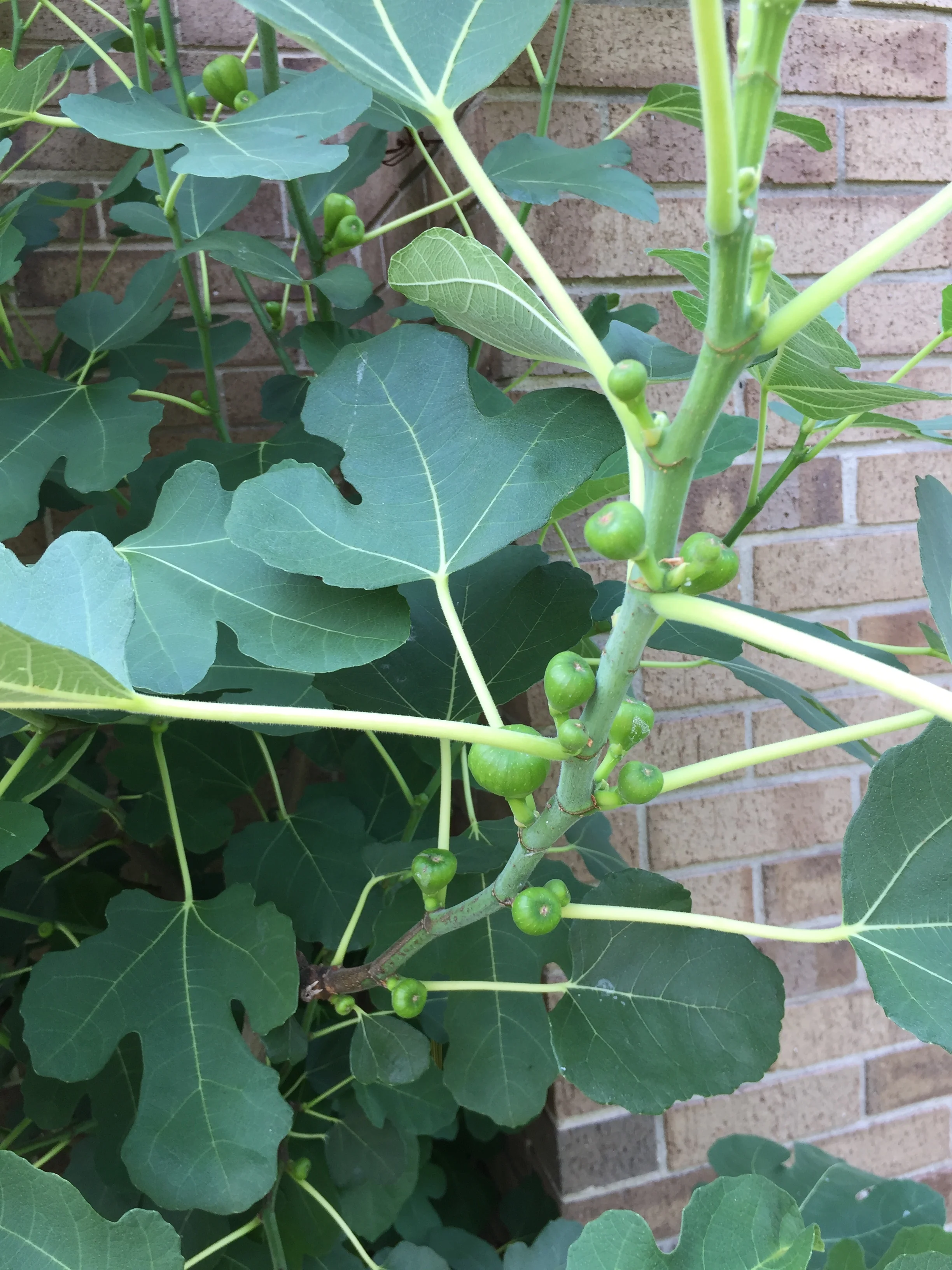  July 25, 2019 and its getting loaded with figs 