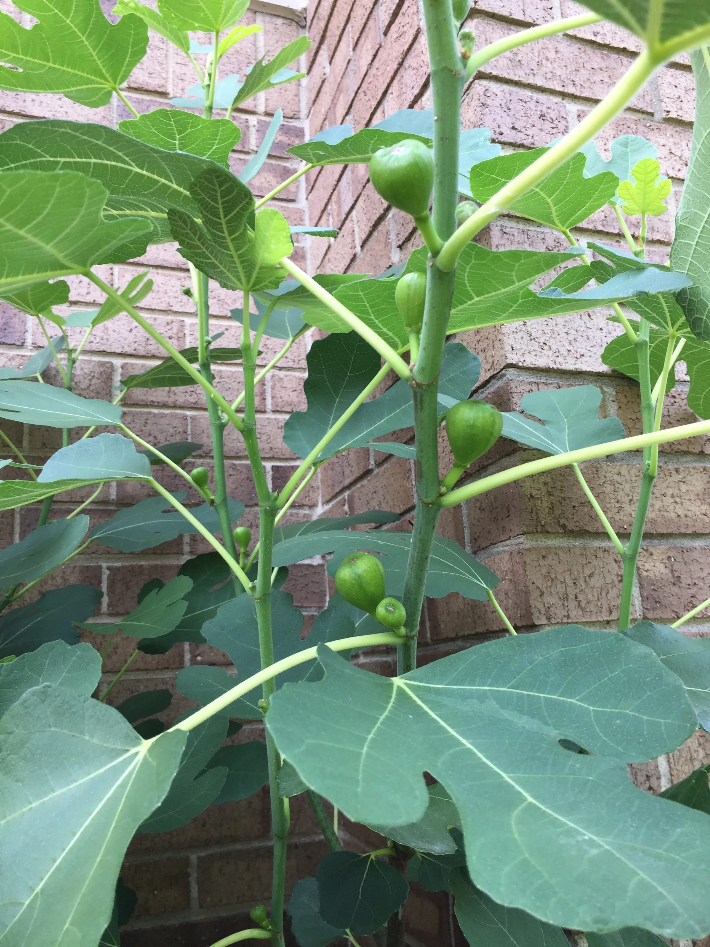  July 25, 2019 and its getting loaded with figs 