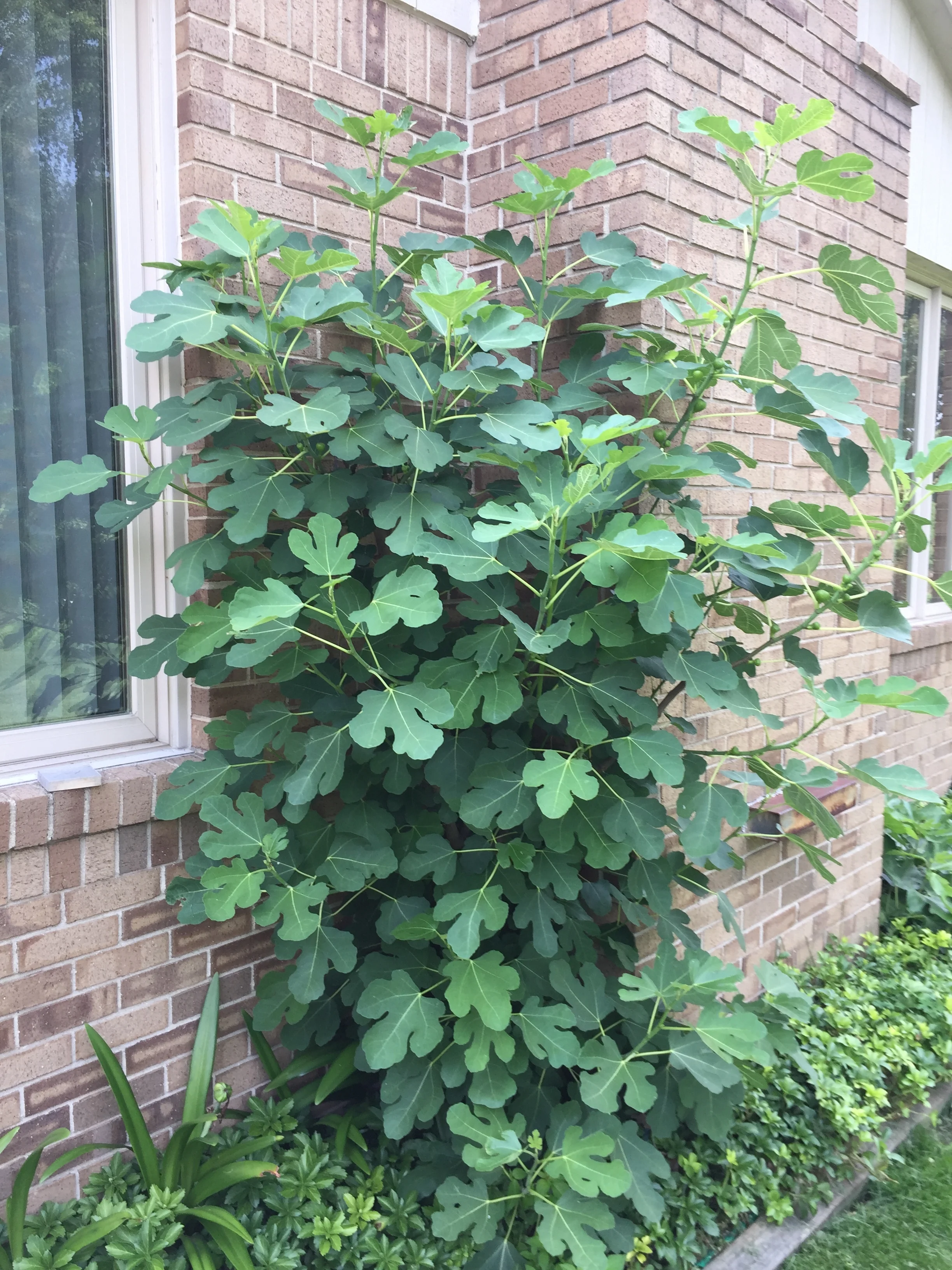  It’s now July 25, 2019 and the their fig tree has grown a lot. 