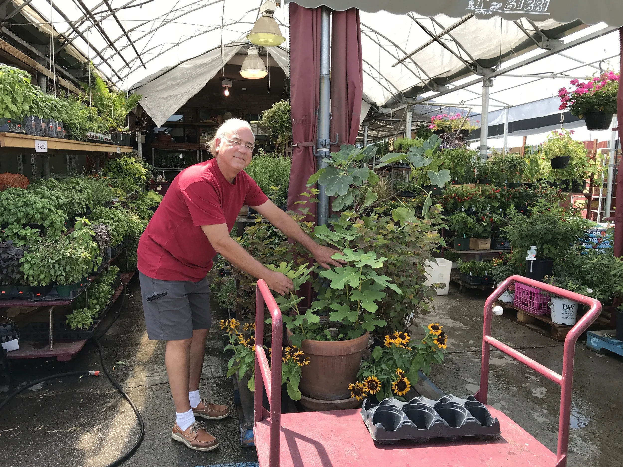  I spoke at length to the owner of this area. He told me they typically have 3 types of fig trees available, a white one which they called “Lattarula”, and two dark figs. The owner told me one of the dark figs was a one crop fig with small and sweet 
