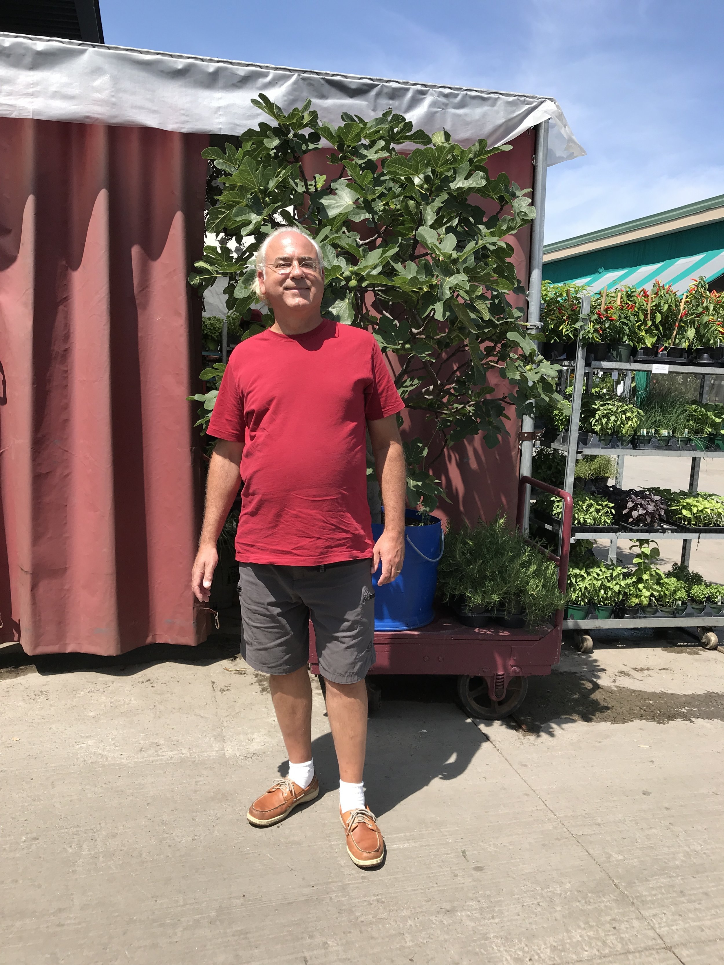  This potted beauty was about $500.  The owner said most people have their fig trees in pots and they bring them in for the winter.  Some people, who choose to grow their trees in-ground, will cut back and bind the branches over of a few days, then s