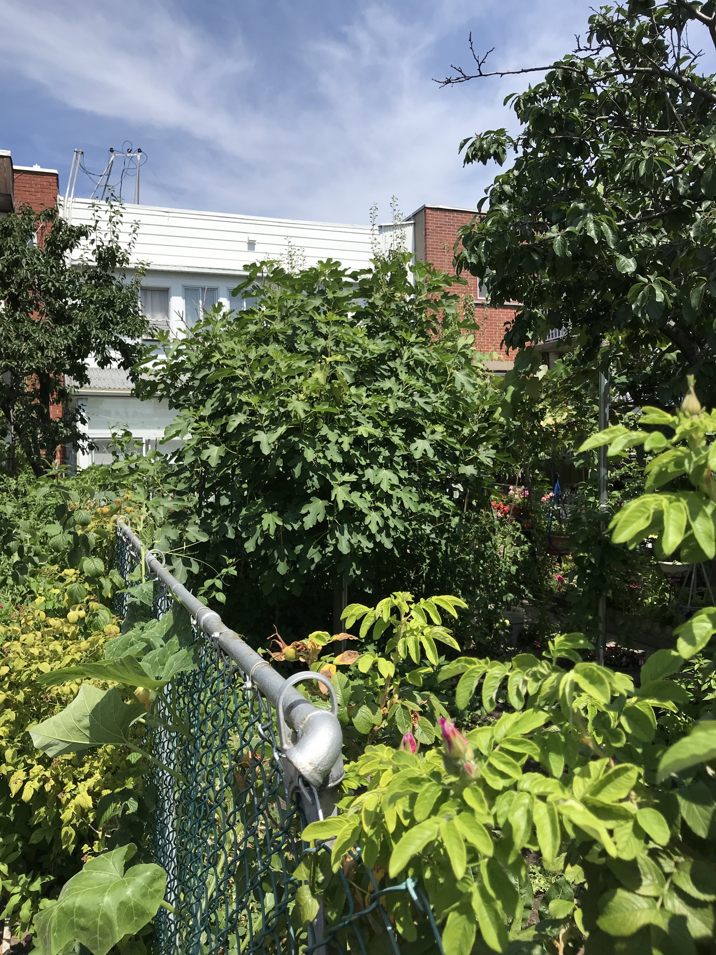 Huge In-Ground Fig Free