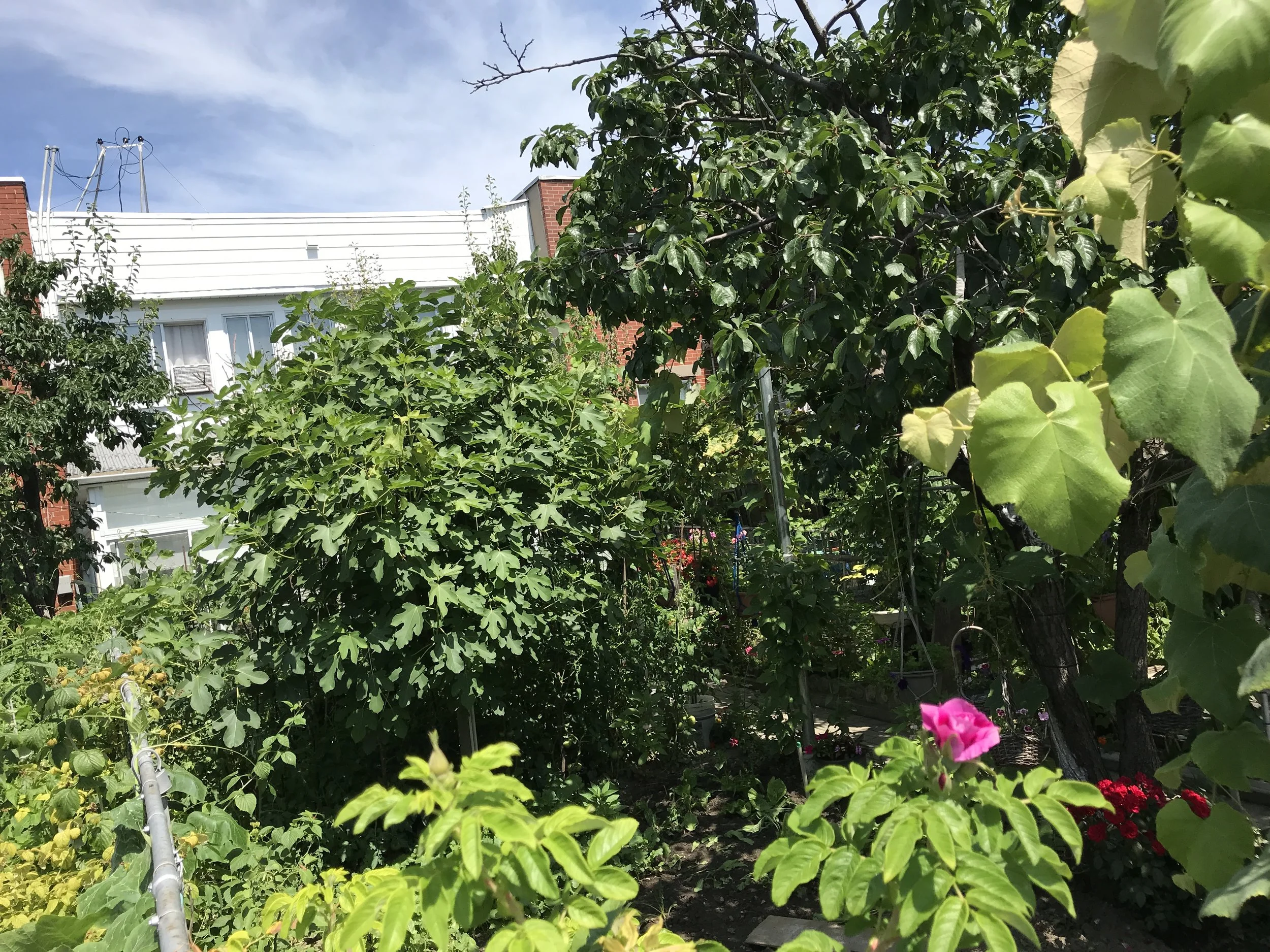  A great looking fig tree along with other beautiful fruit trees. 