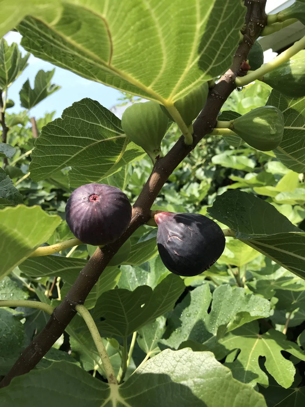 Ravin de Calce — french fig farm