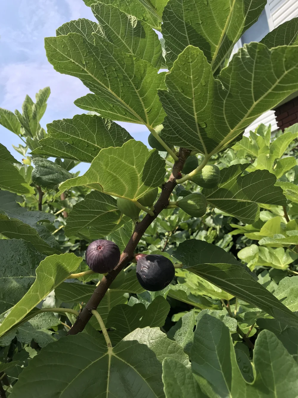✨イチジク 苗木 Ravin de calce✨ Ravin de Calce — french fig farm