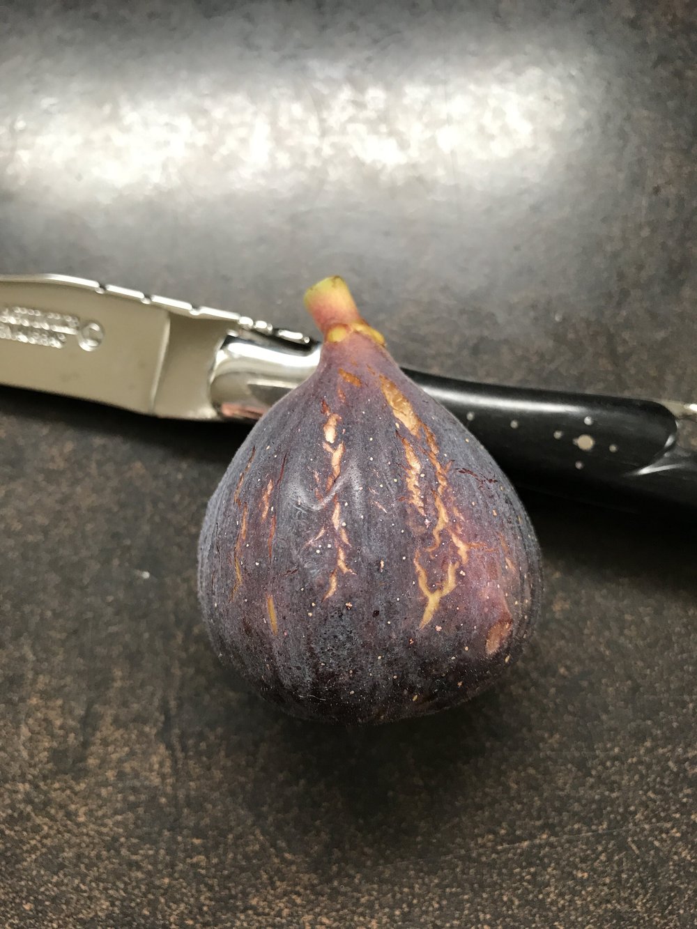 Ravin de Calce — french fig farm