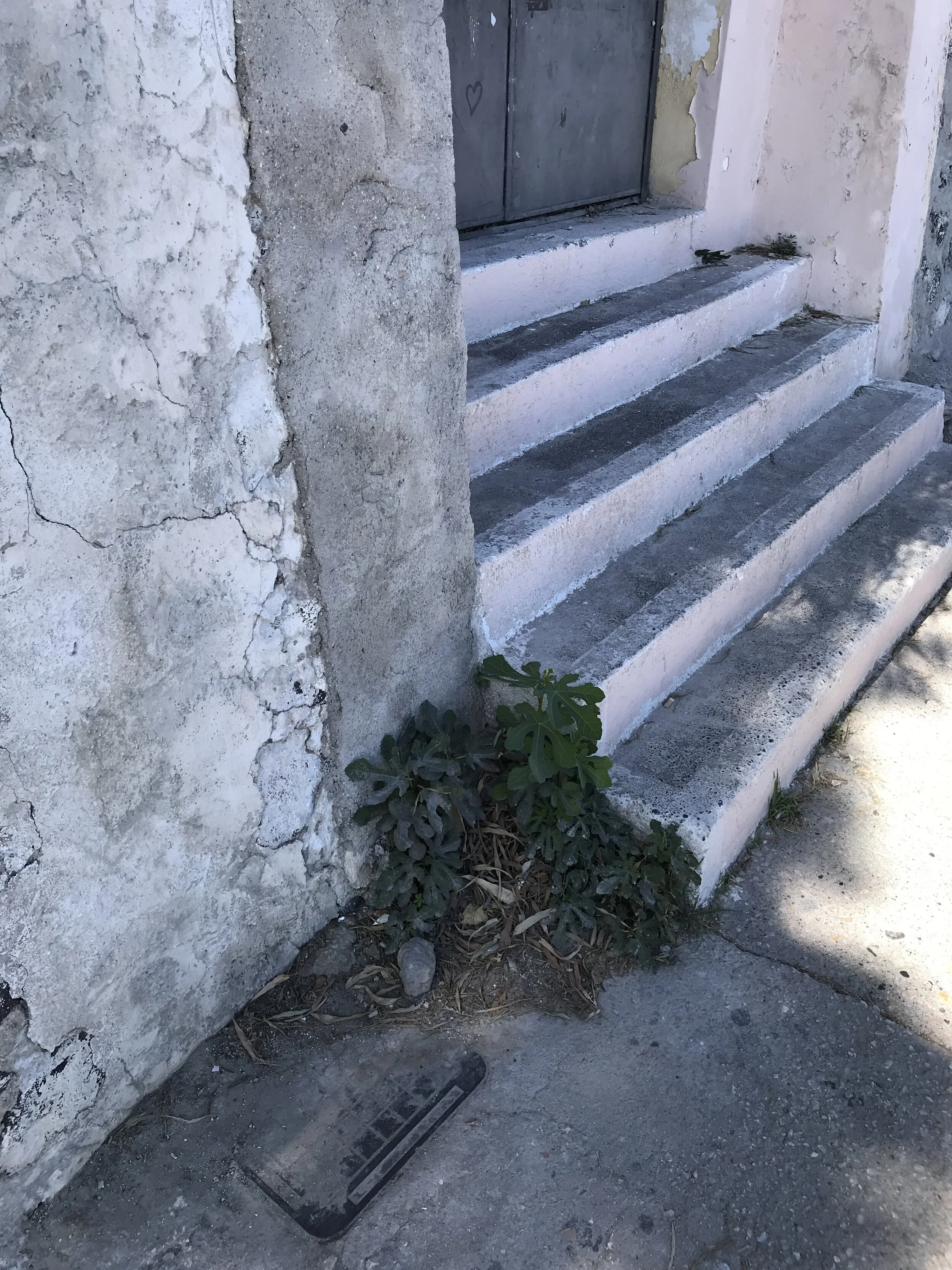 The Wild Figs of Santorini