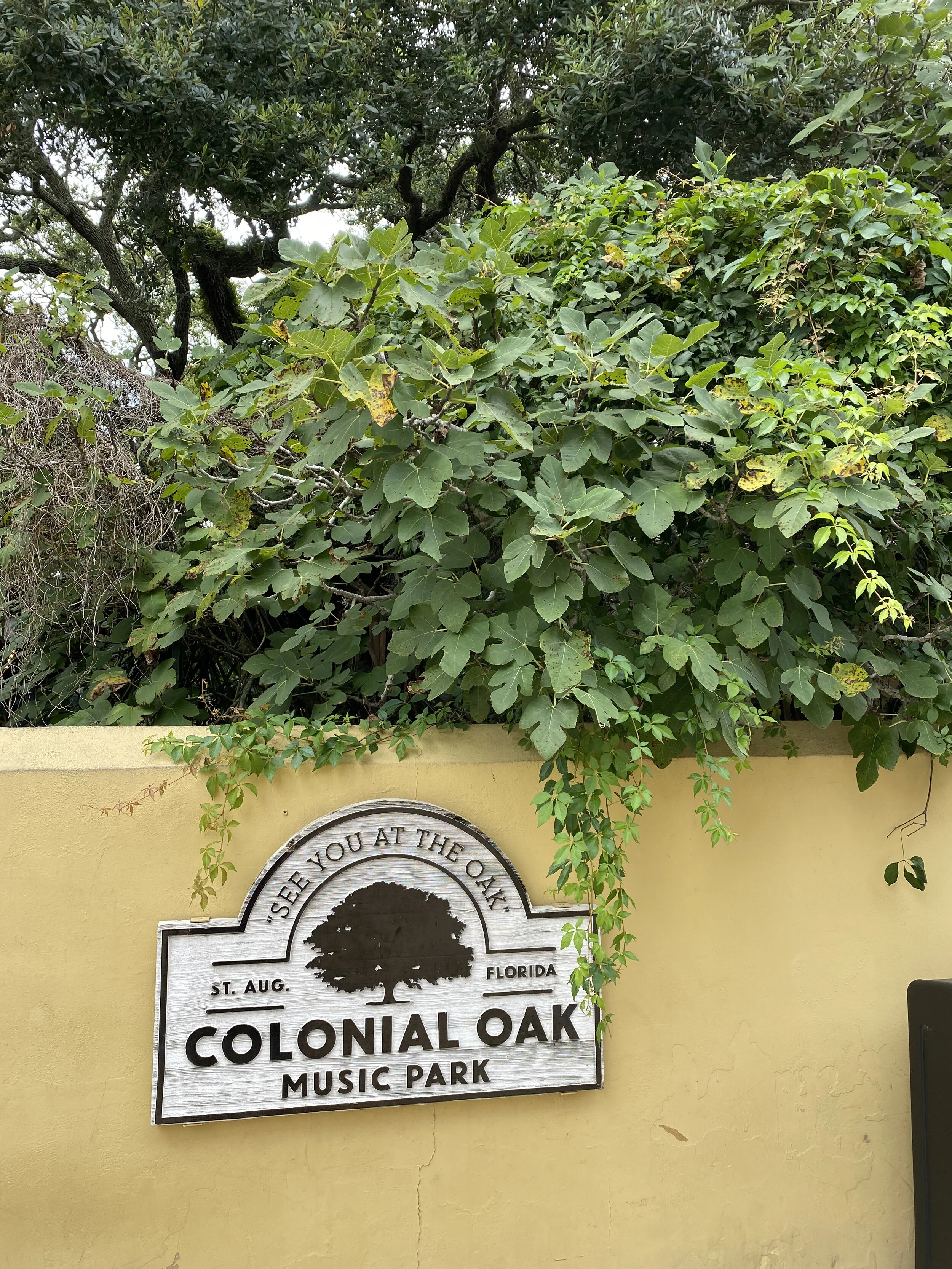 Fig Trees in Old St. Augustine