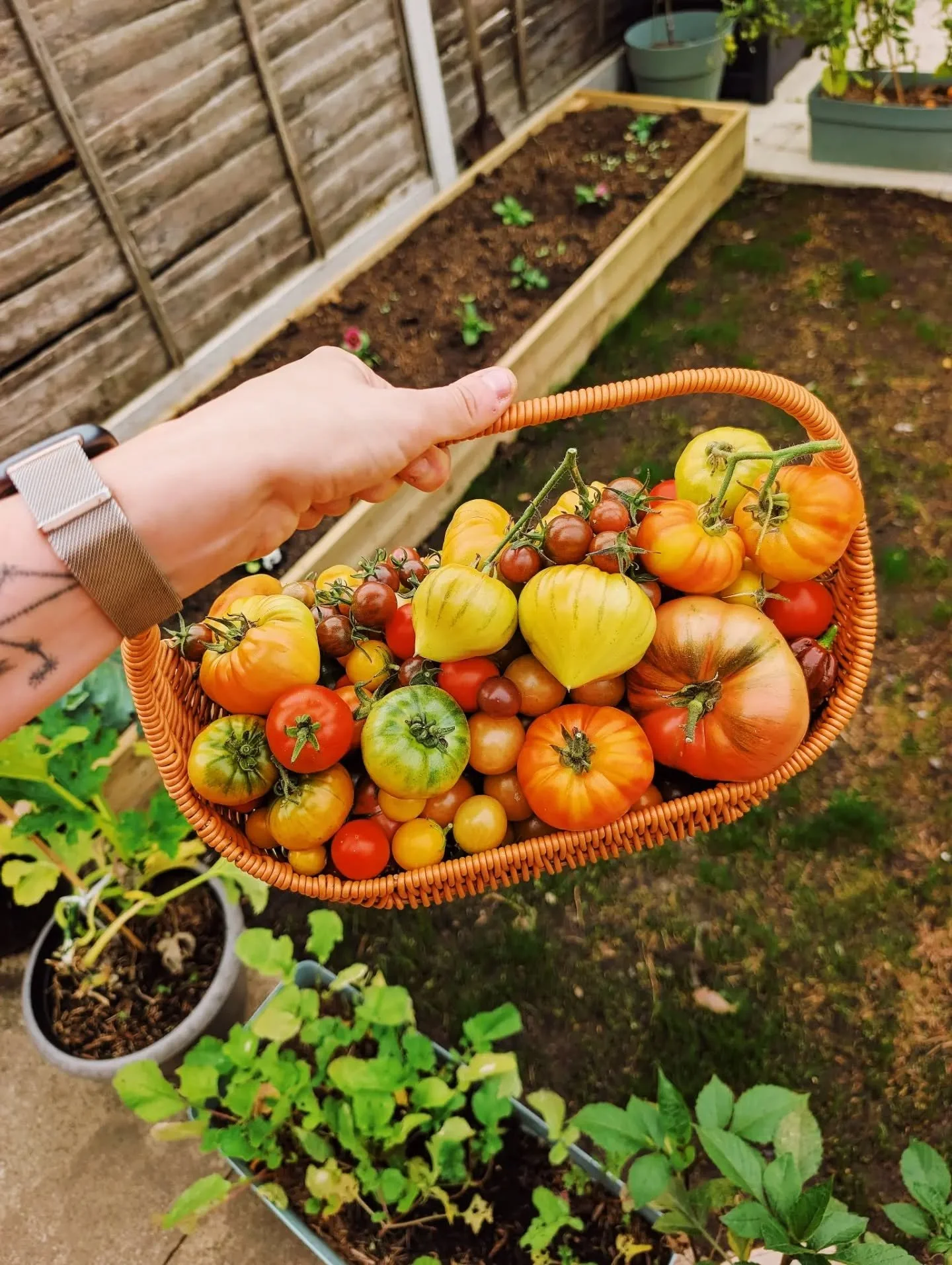 I genuinely think our garden is magic 🪄 3.5kg of tomatoes harvested today and tons more on the way 🥹

The green ones are blushing and will be put in paper bags to ripen so there's no risk of them bursting on the vine 🍅