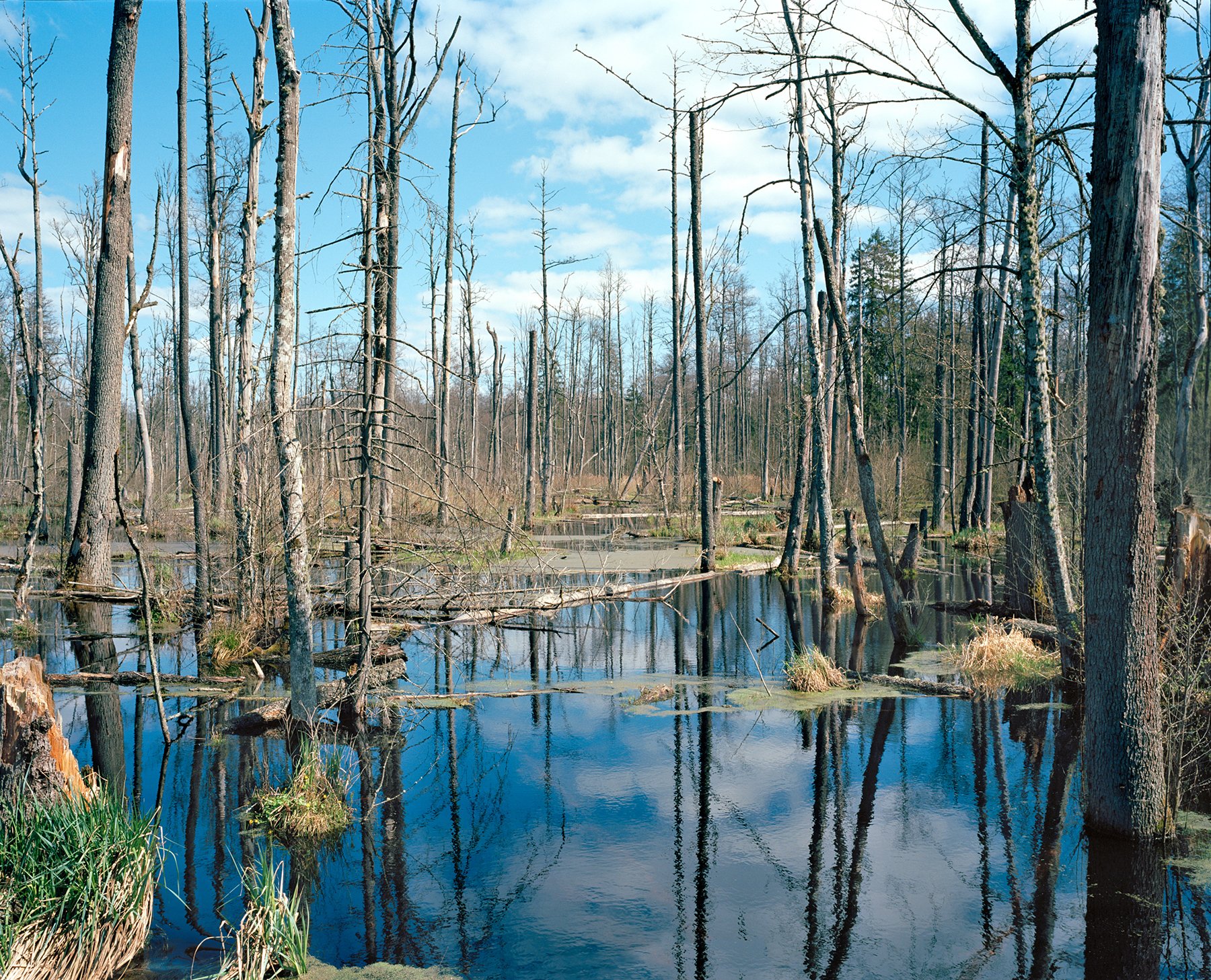 Beaver Pond