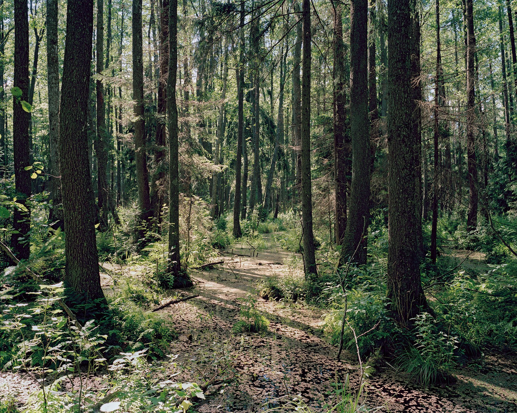 Black Alder Forest