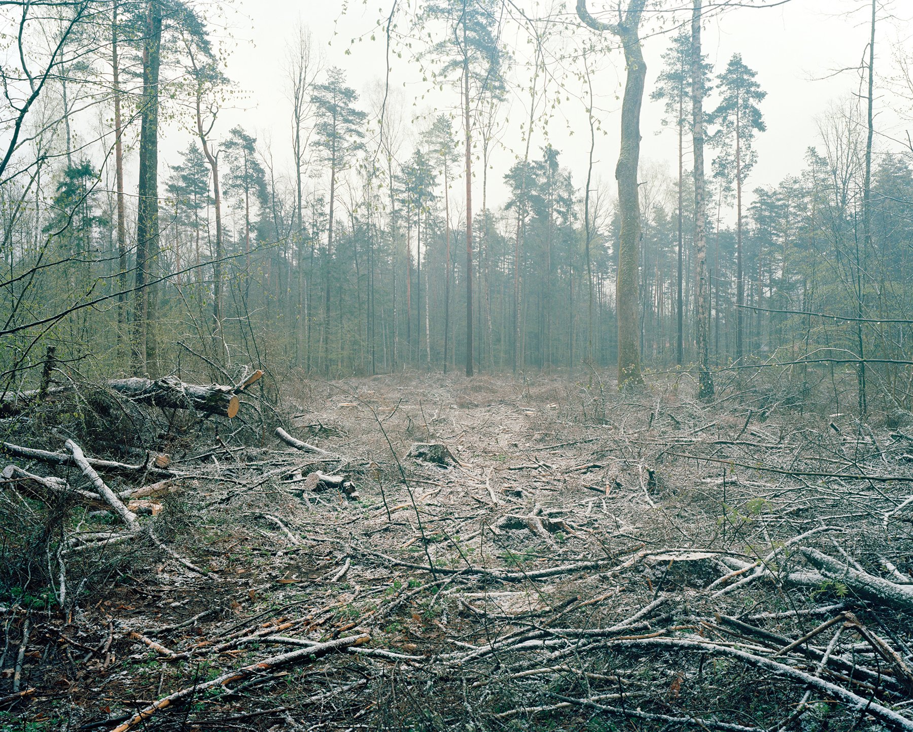 Clear Cut Forest