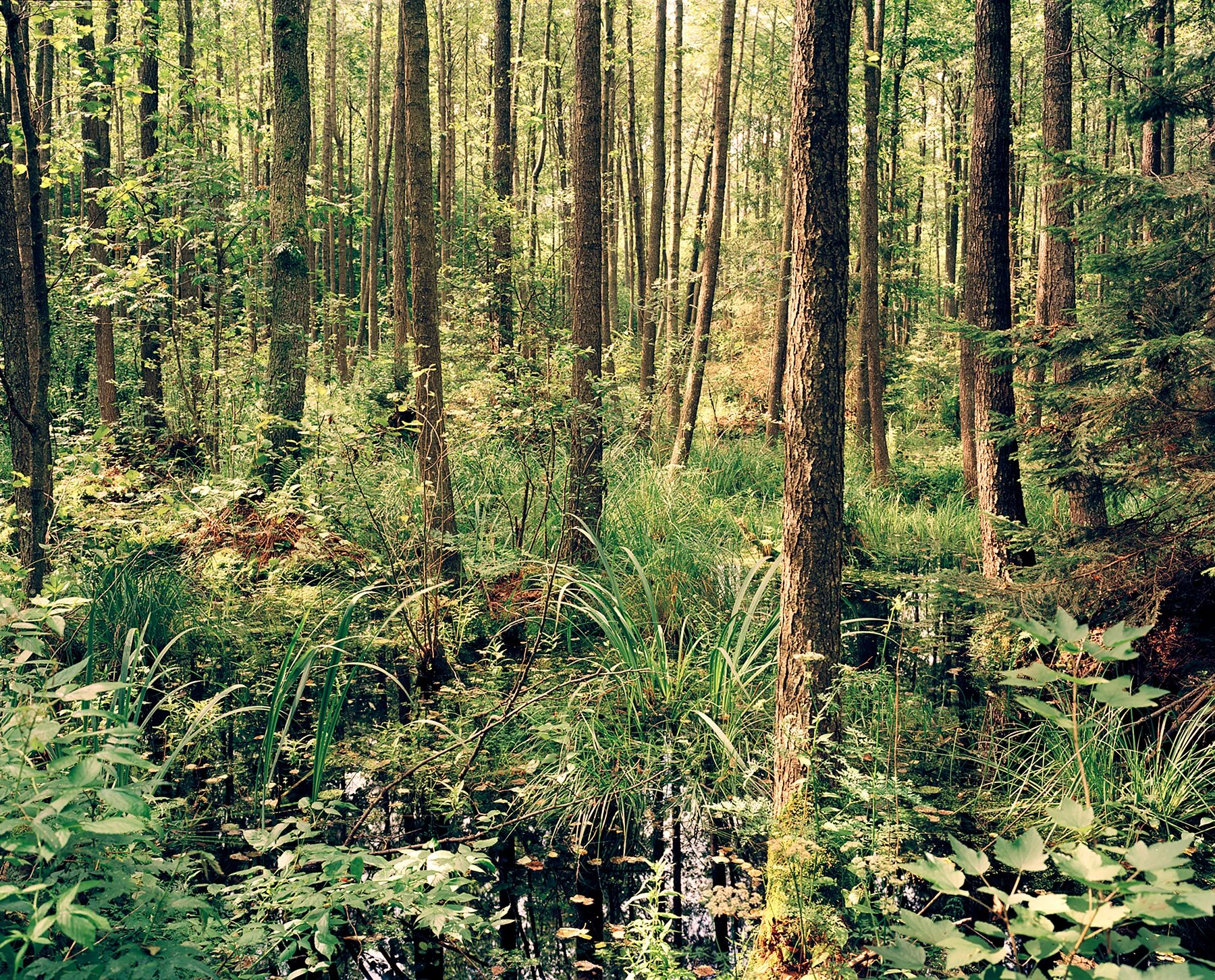 1 - Wetland Habitat 2 - Jamie McGregor Smith.jpg