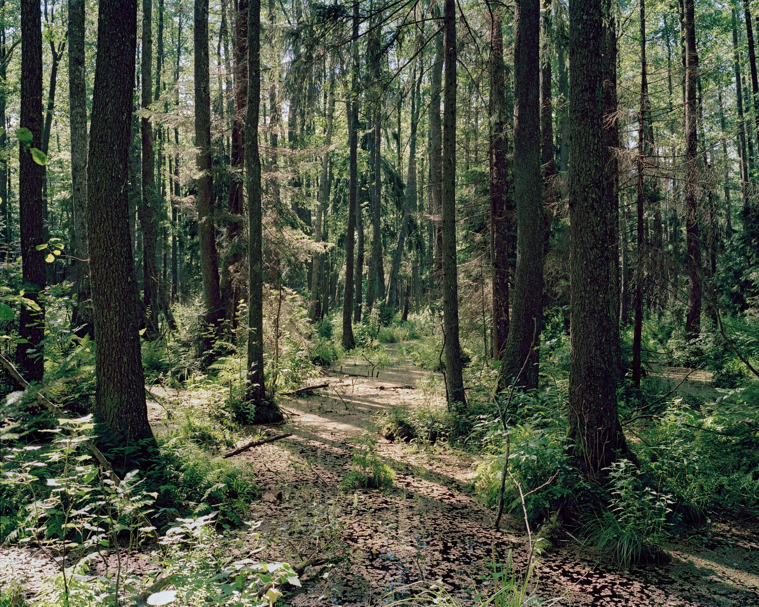1 - Black Alder Swampland - Jamie McGregor Smith.jpg