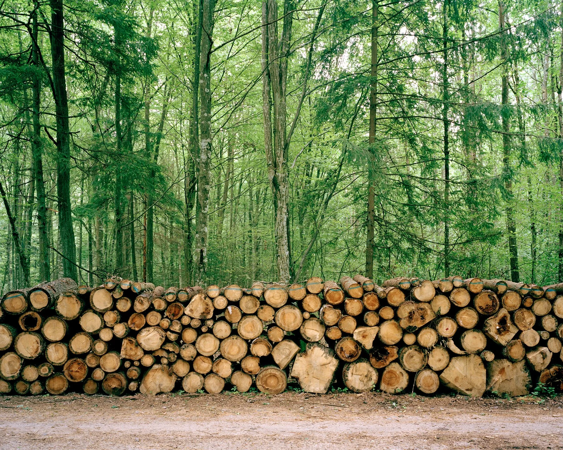 1 - Lumber Pile - Jamie McGregor Smith.jpg
