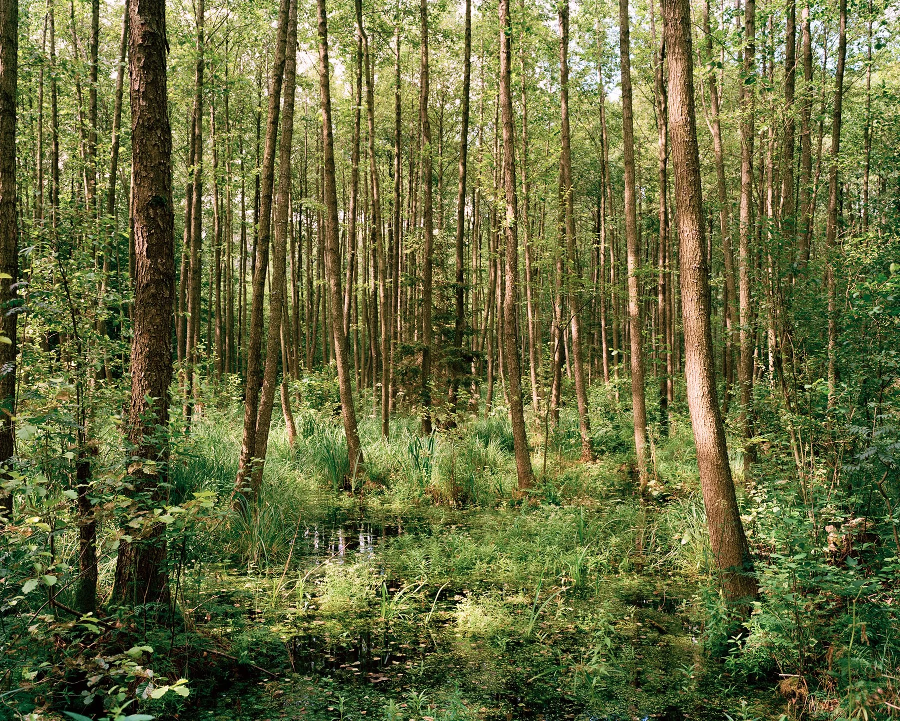 1 - Wetland Habitat 1 - Jamie McGregor Smith.jpg