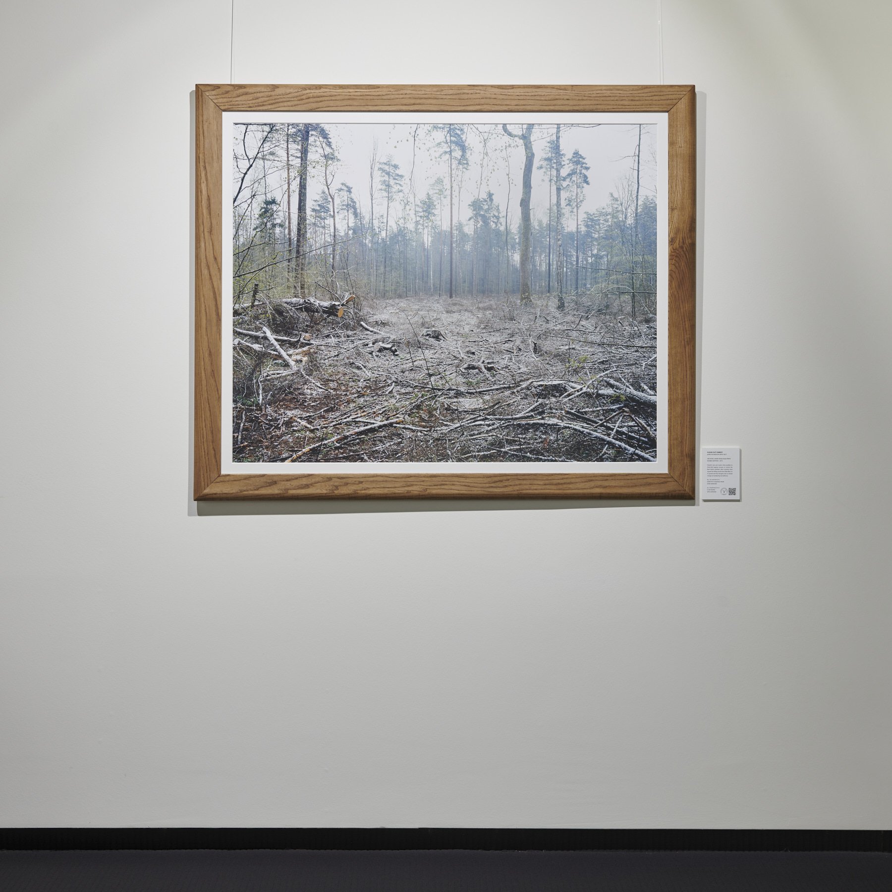 2 - Clear Cut Forest installed - Jamie McGregor Smith.jpg