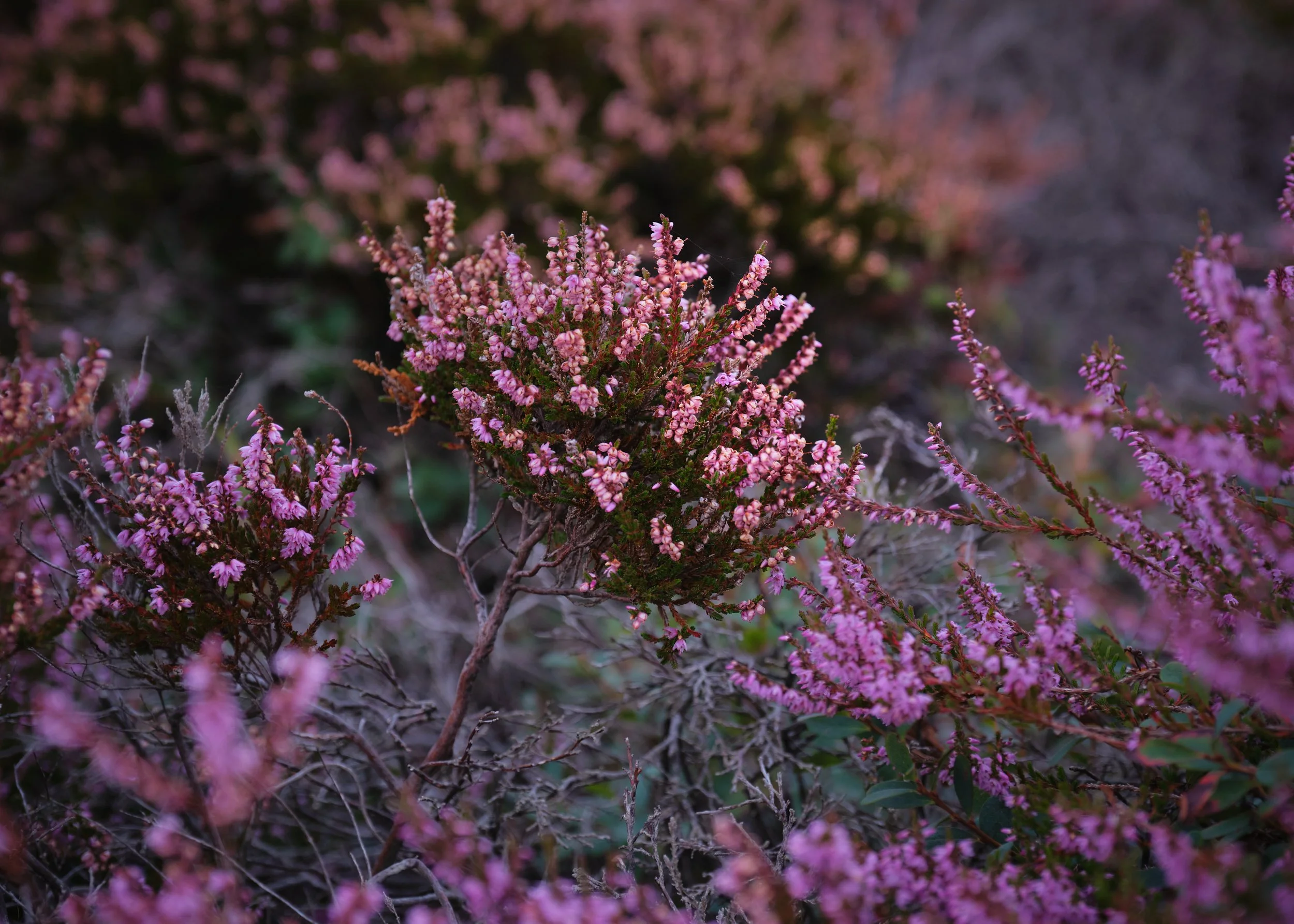 20210824-_DSF9069.jpg