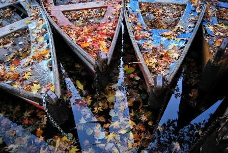 autumn leaves.jpg