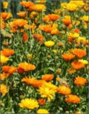 CALENDULA IN THE GARDEN