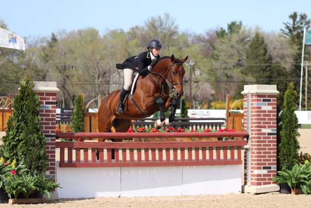Cardozo - SOLD Cardozo is a 7yo 16.2 KWPN Gelding. Cardozo has competed in International Hunter Derbies, was Champion in the Regular Performance Hunters in KY, Champion Children's Hunters in palm beach, won 5yo Young Jumper Championships in England. Cardozo has an easy way of going with a super technique. He is beautiful and scopey and will have a successful career in the International Hunter Derbies.