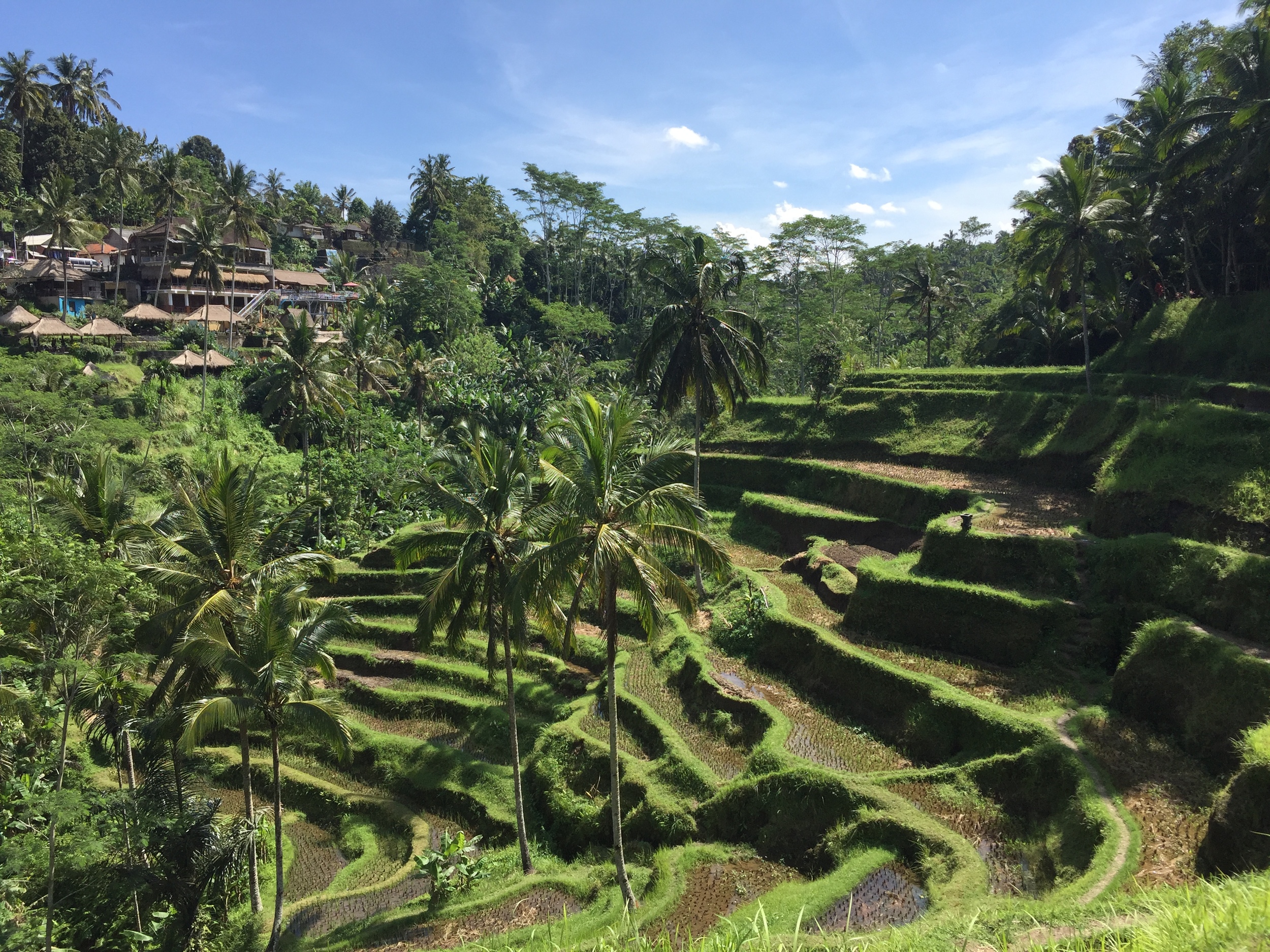 tengelong rice terrace