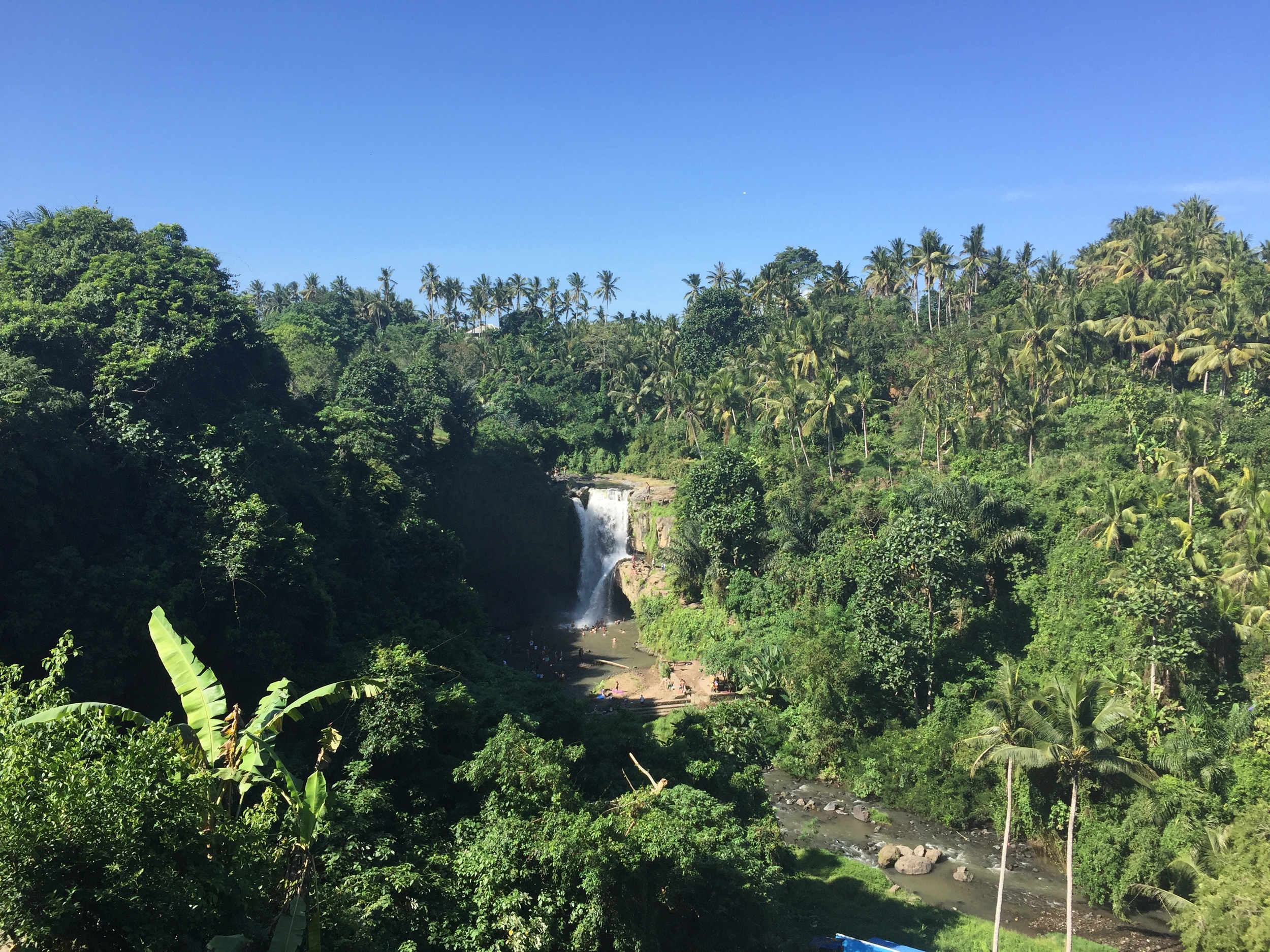 Bali Jungle