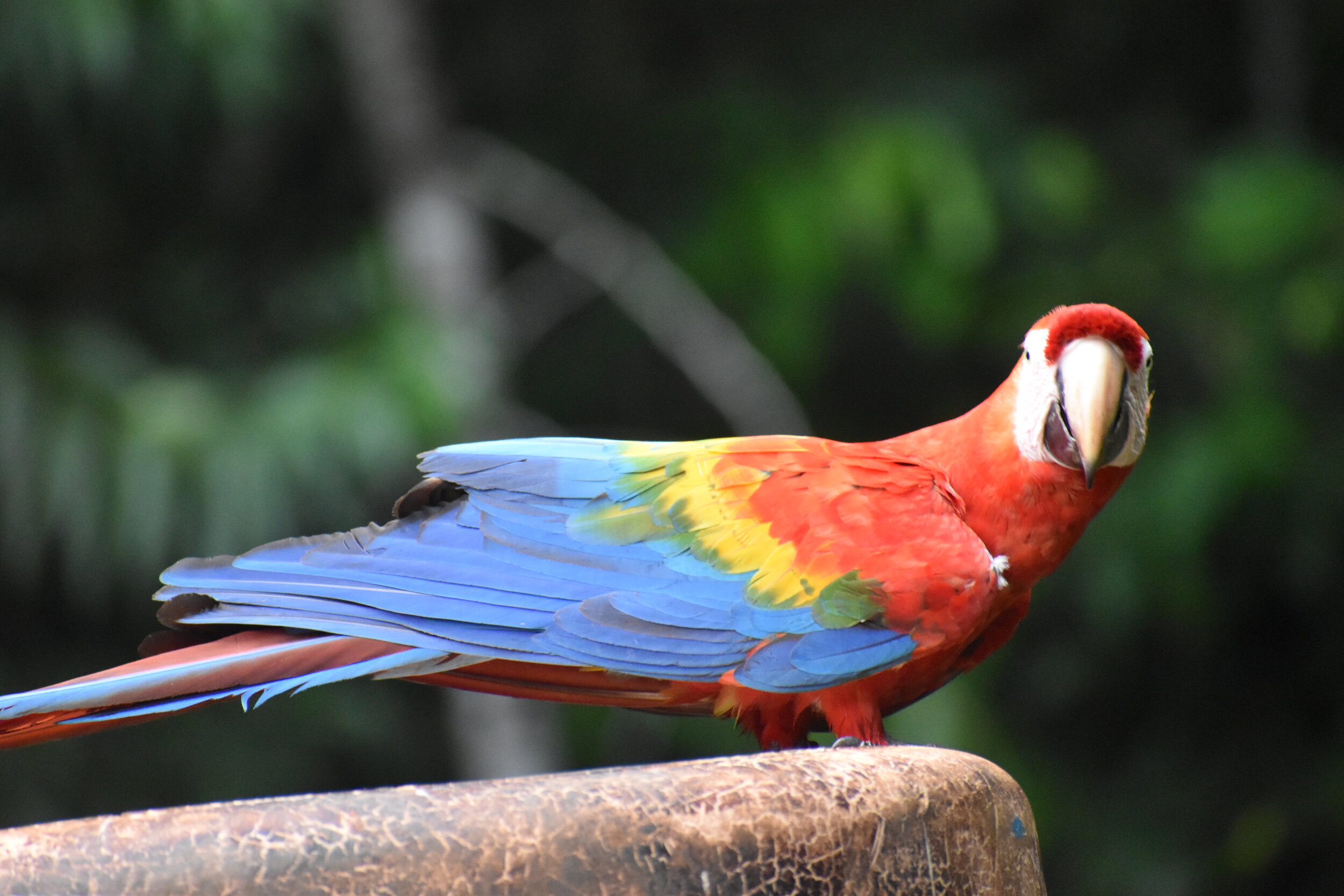 Scarlet Macaw - Tambopata Research Center