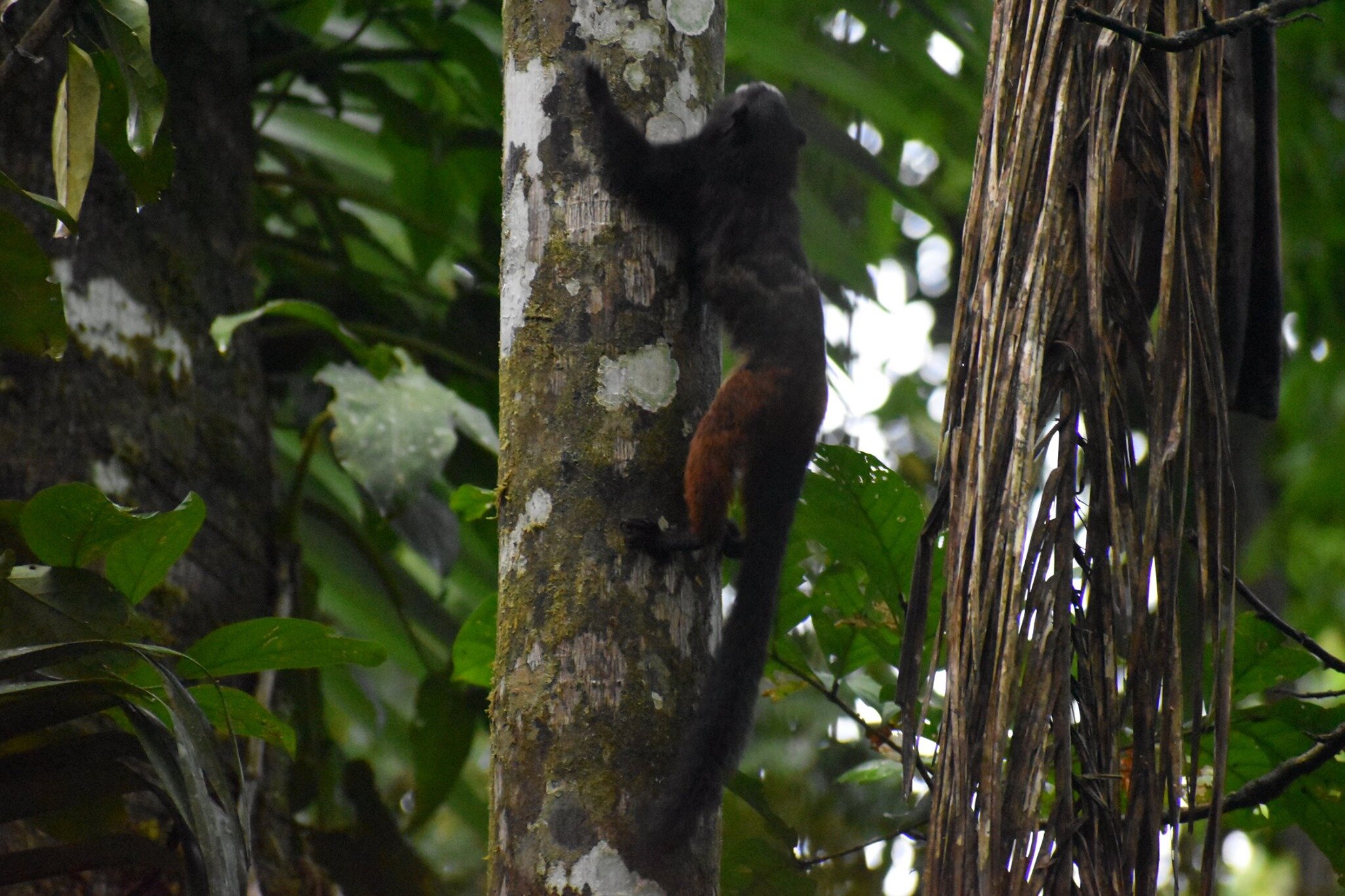 Spider Monkey - Peruvian Jungle