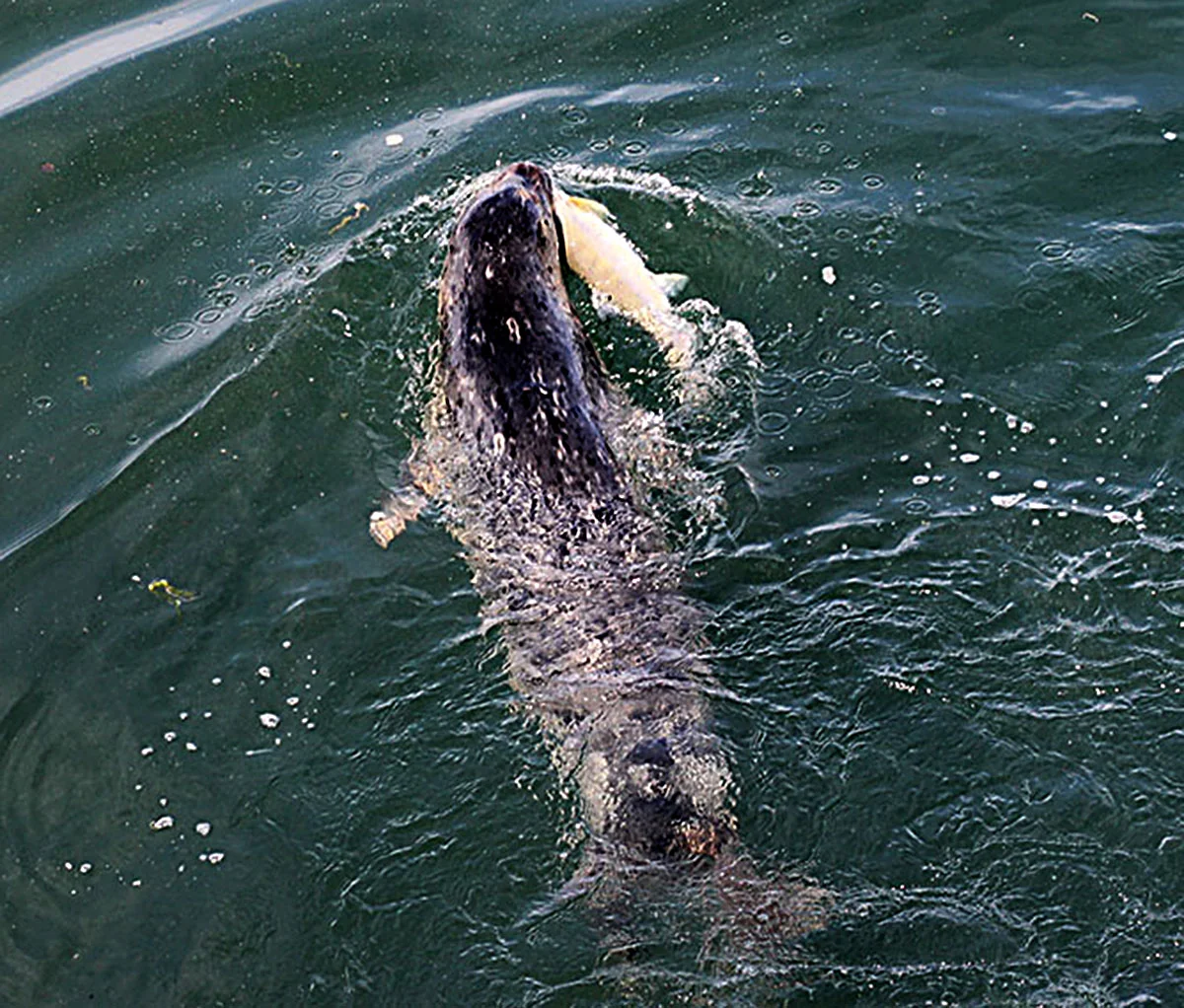 16.07.18_CA_hartneybay_seal_eatingfish_closeup_AG.JPG
