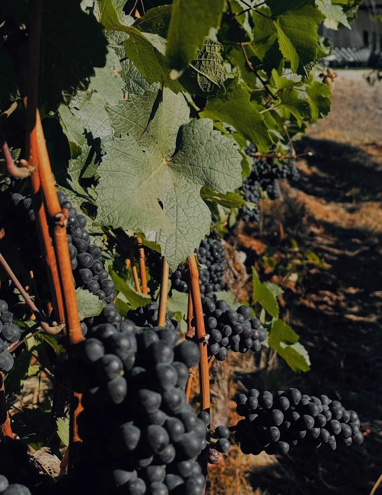 Harvest is here in the Dundee hills and Jody and Michelle got together with @purple.hands.winery to pick the fruit on their vineyard!

RHM&rsquo;s house wine, Tracker and Vine Pinot Noir, is made with the fruit from the vineyard located right on thei