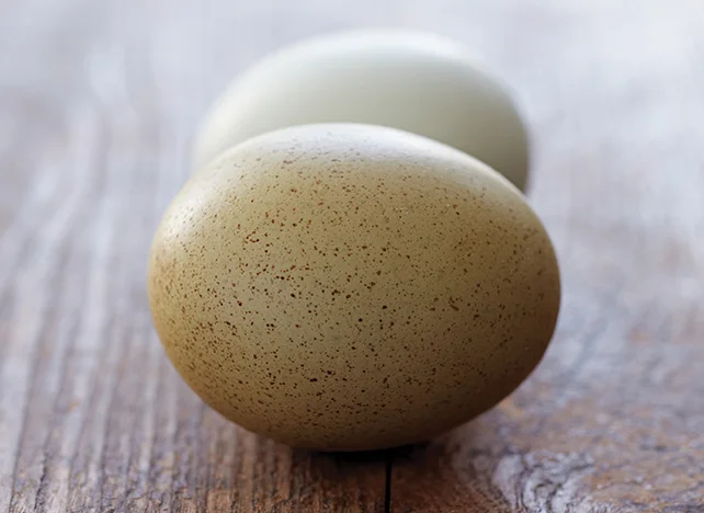 egg_farm_day_04 2800.jpg