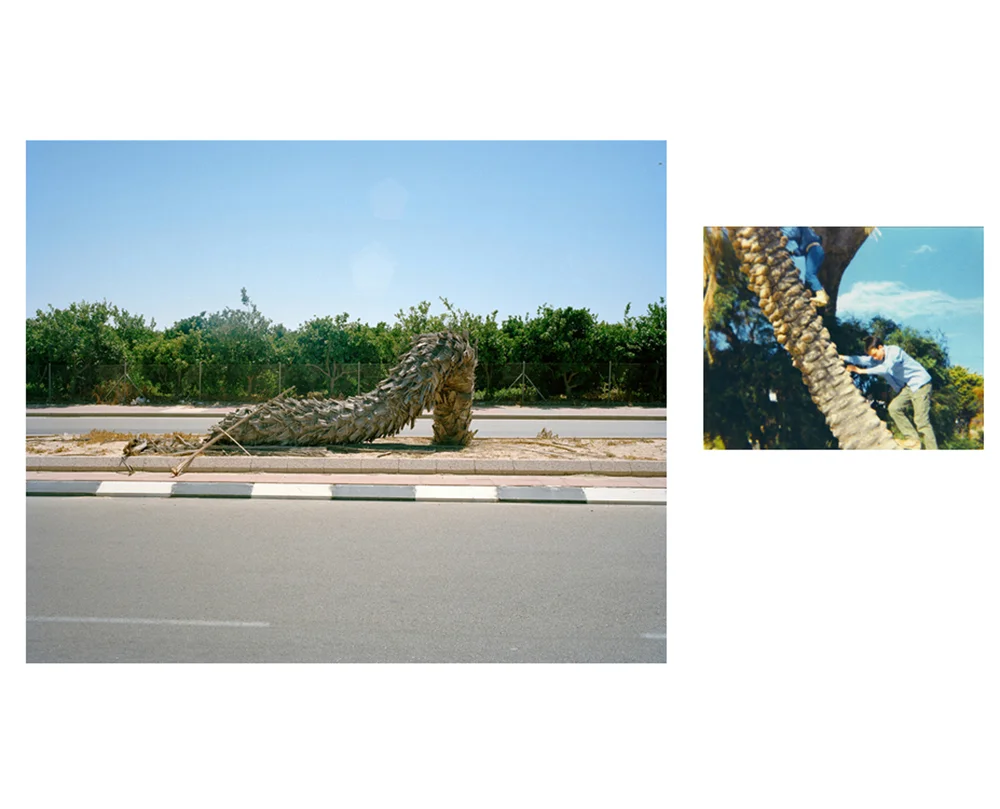 Palm Tree