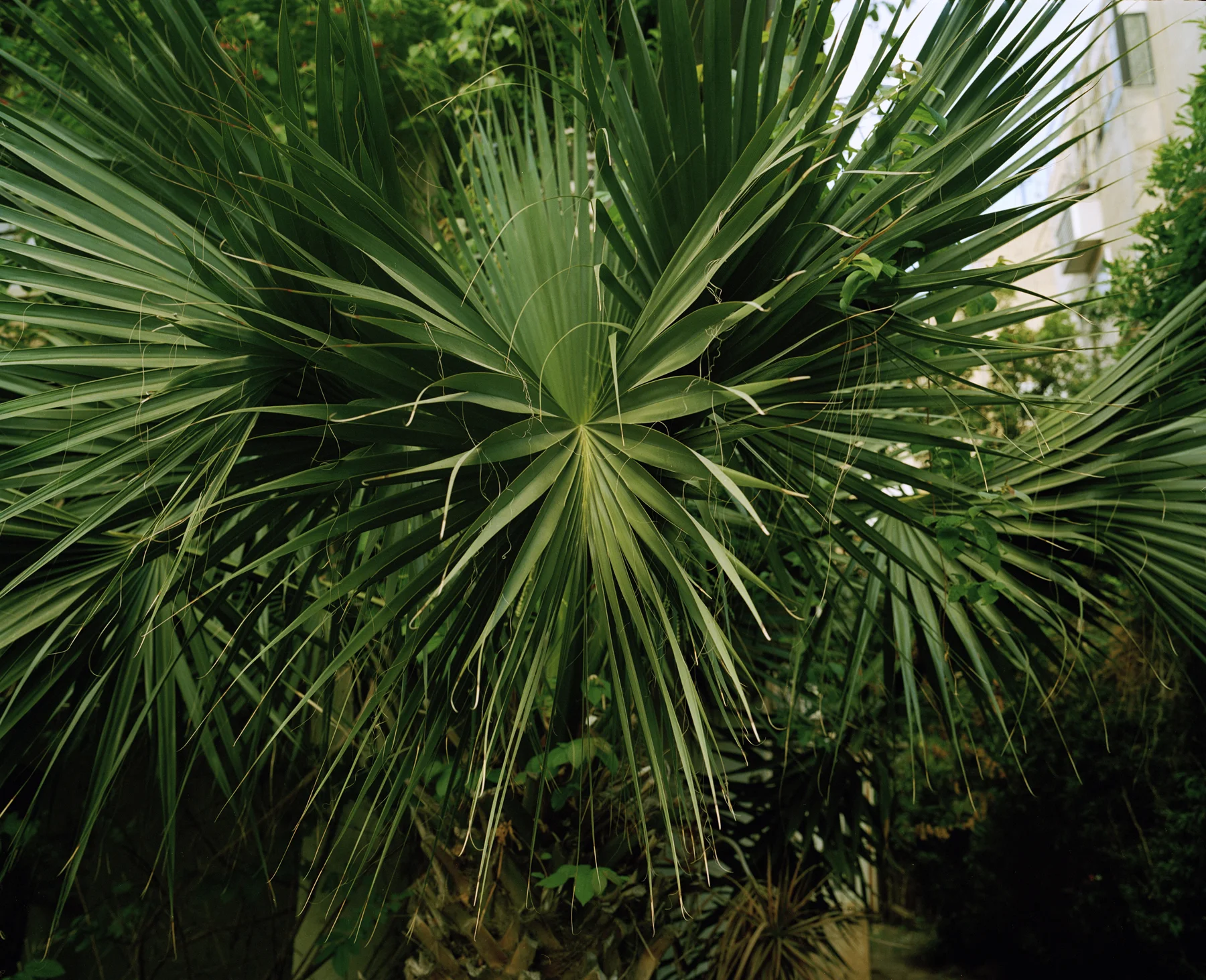 Palm