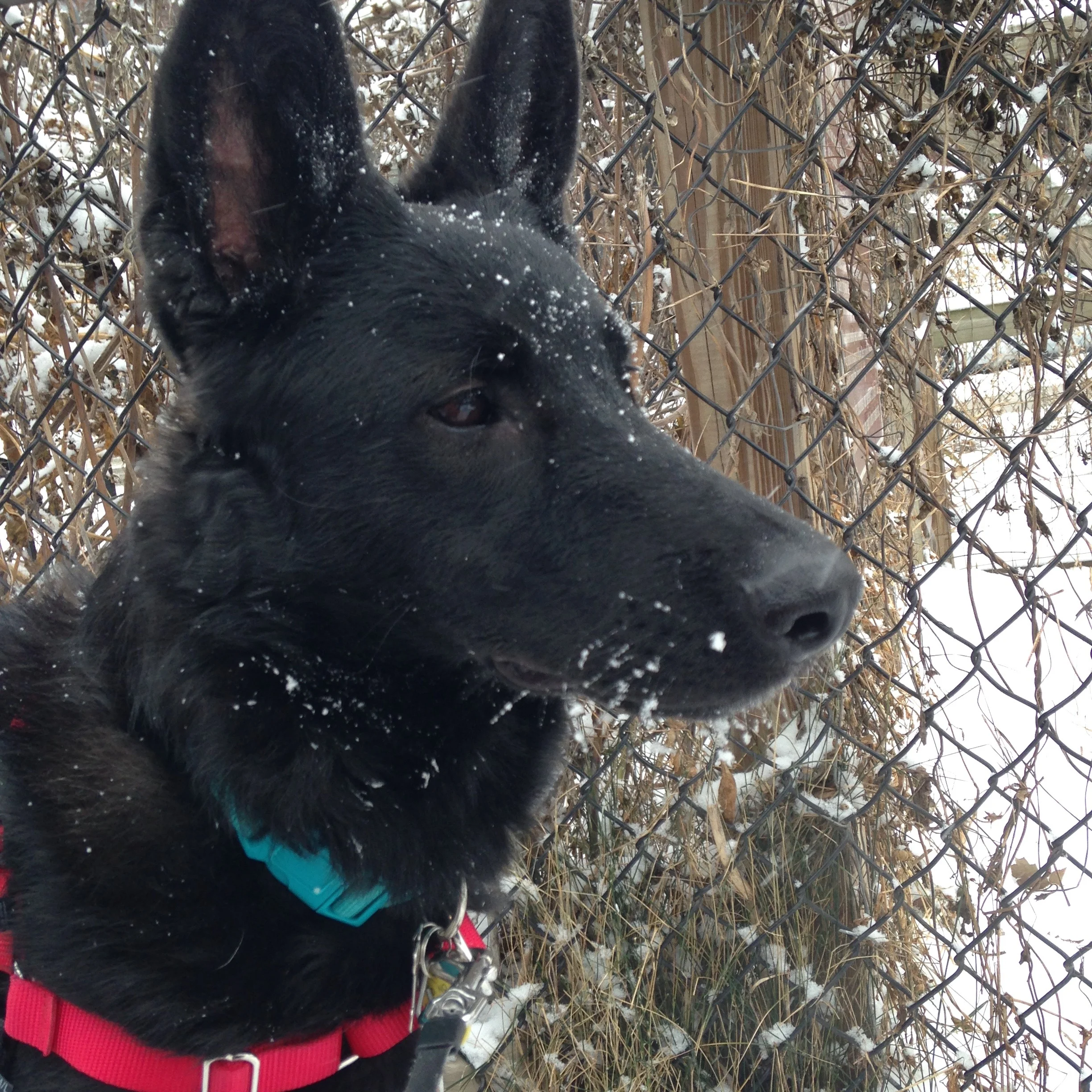 Ripley Snow.jpg