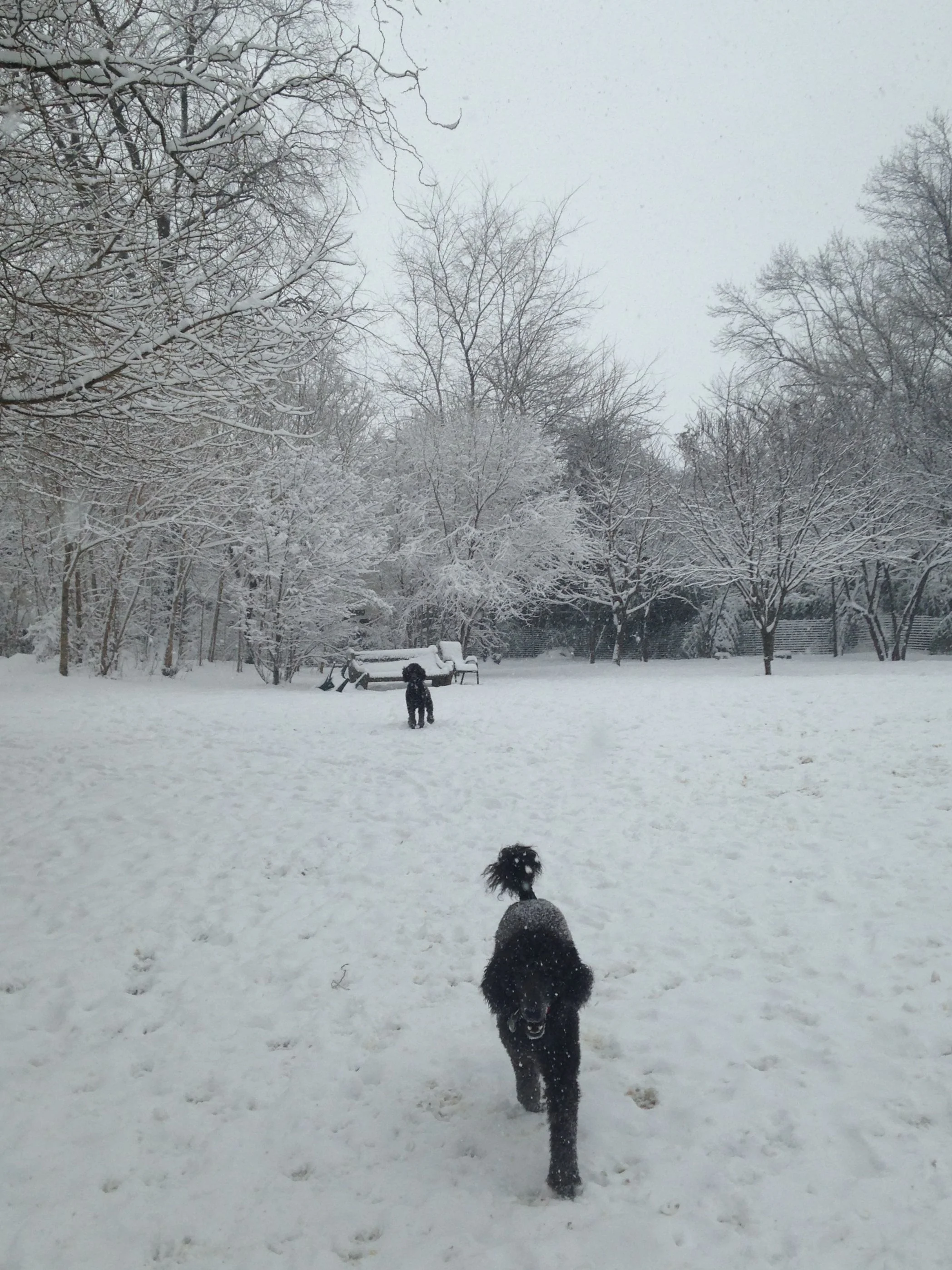 Poodles in the snow.jpg