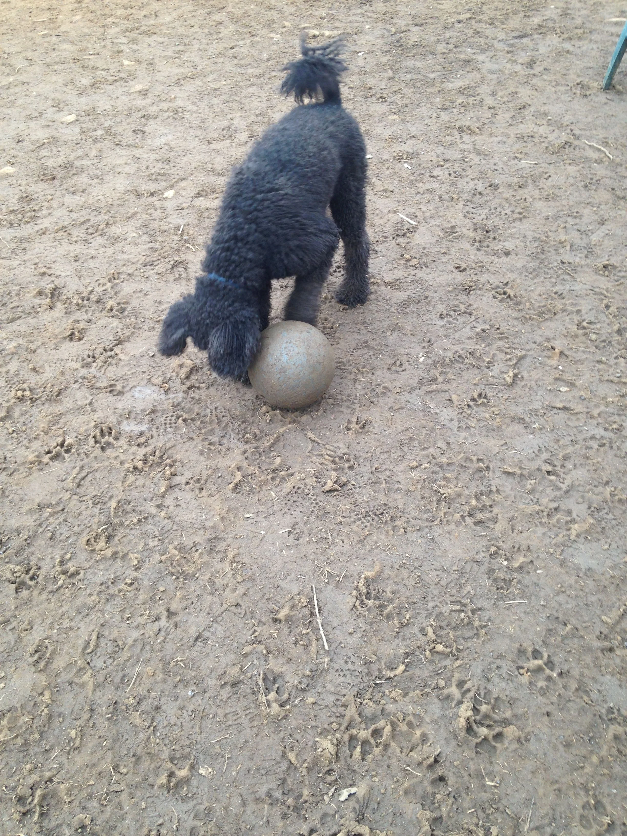 Wynton with Otis' ball.jpg