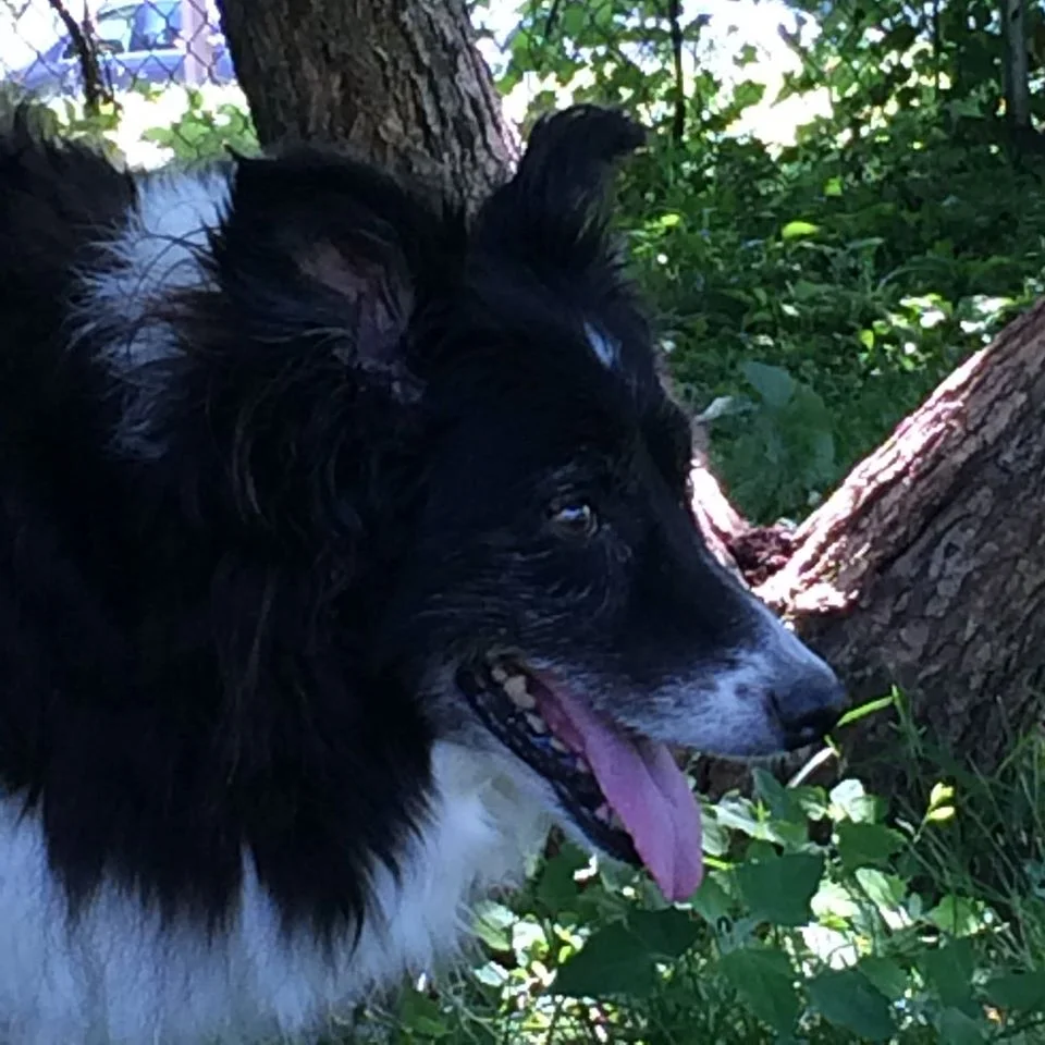 ODE TO BIGGIE (May 1, 2001 – July 11, 2015)