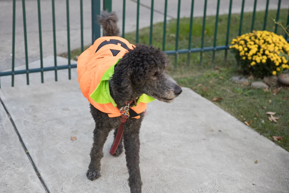 Howl-O-Ween 2017-4888.jpg