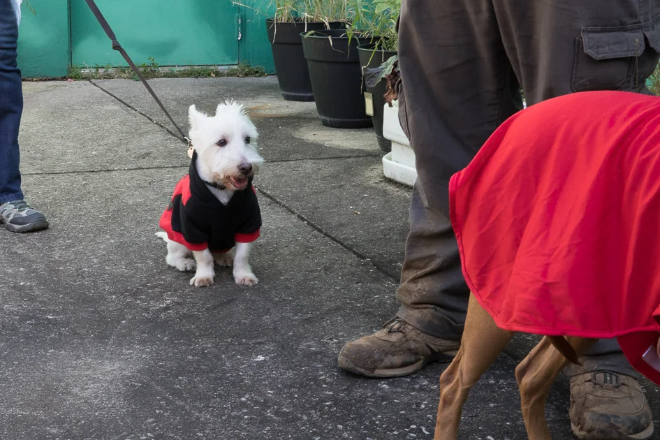 Howl-O-Ween 2017-4973.jpg
