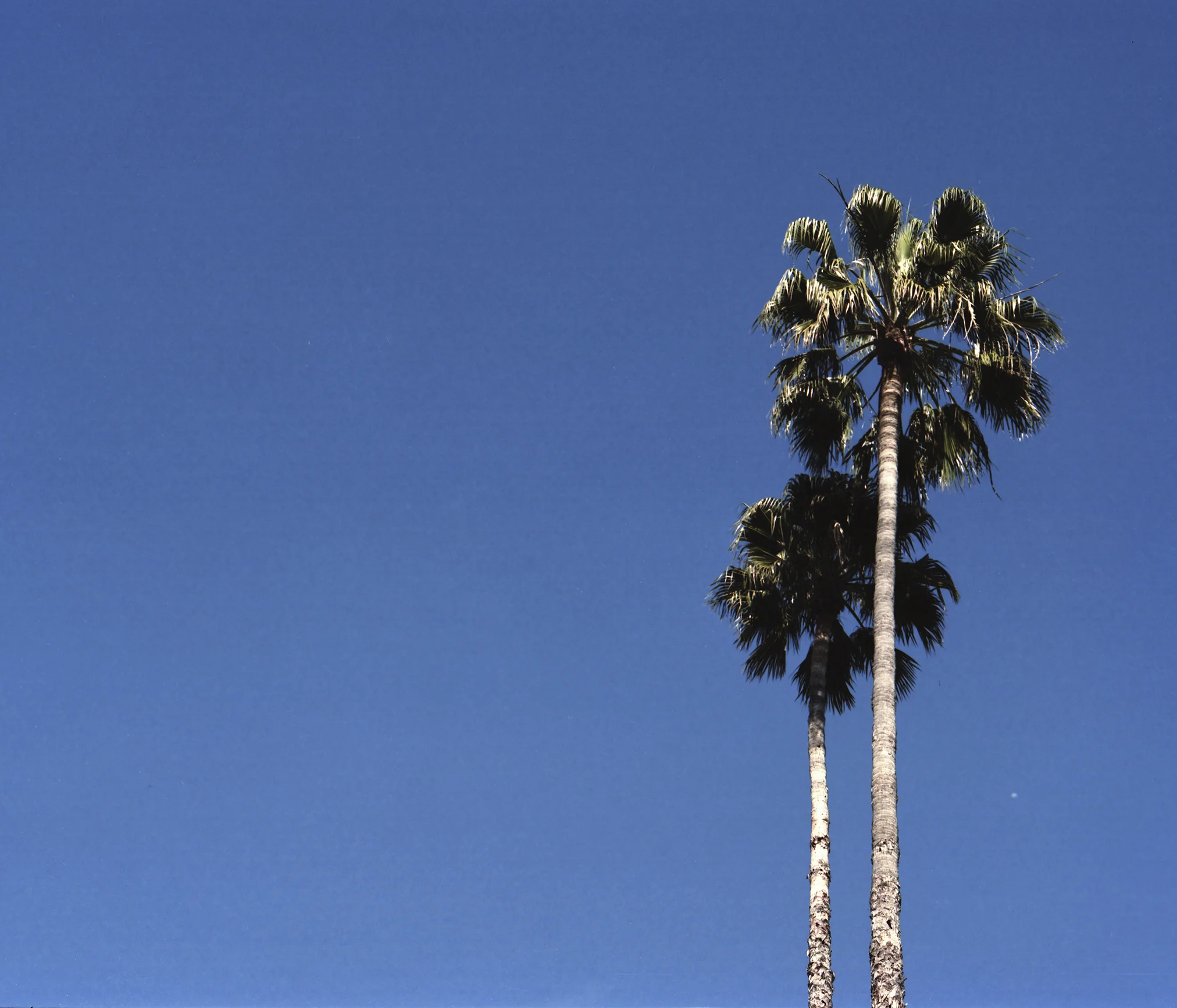 palm02.jpg