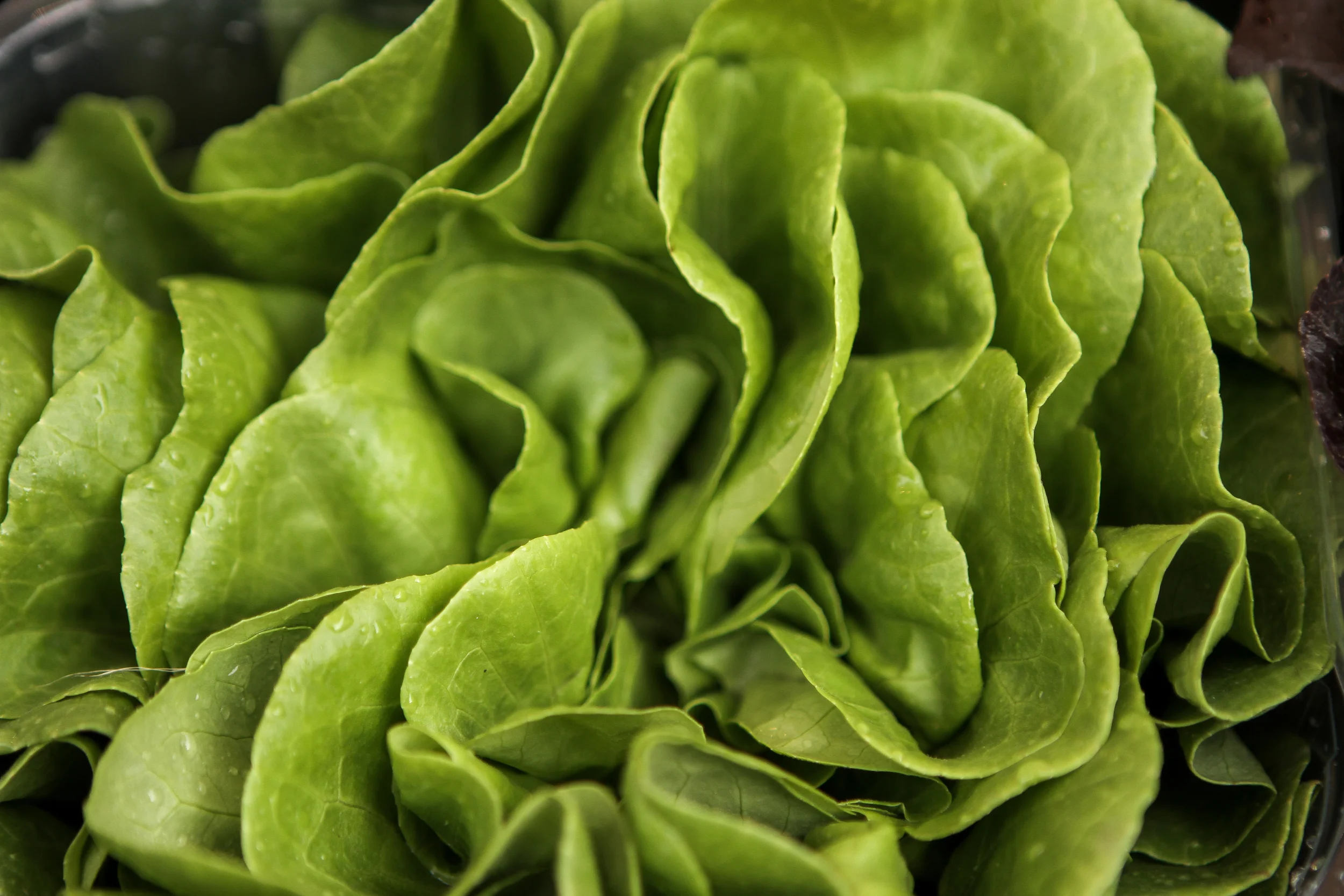 20120924-094518-IMG_4662-FG-5 Star.jpg