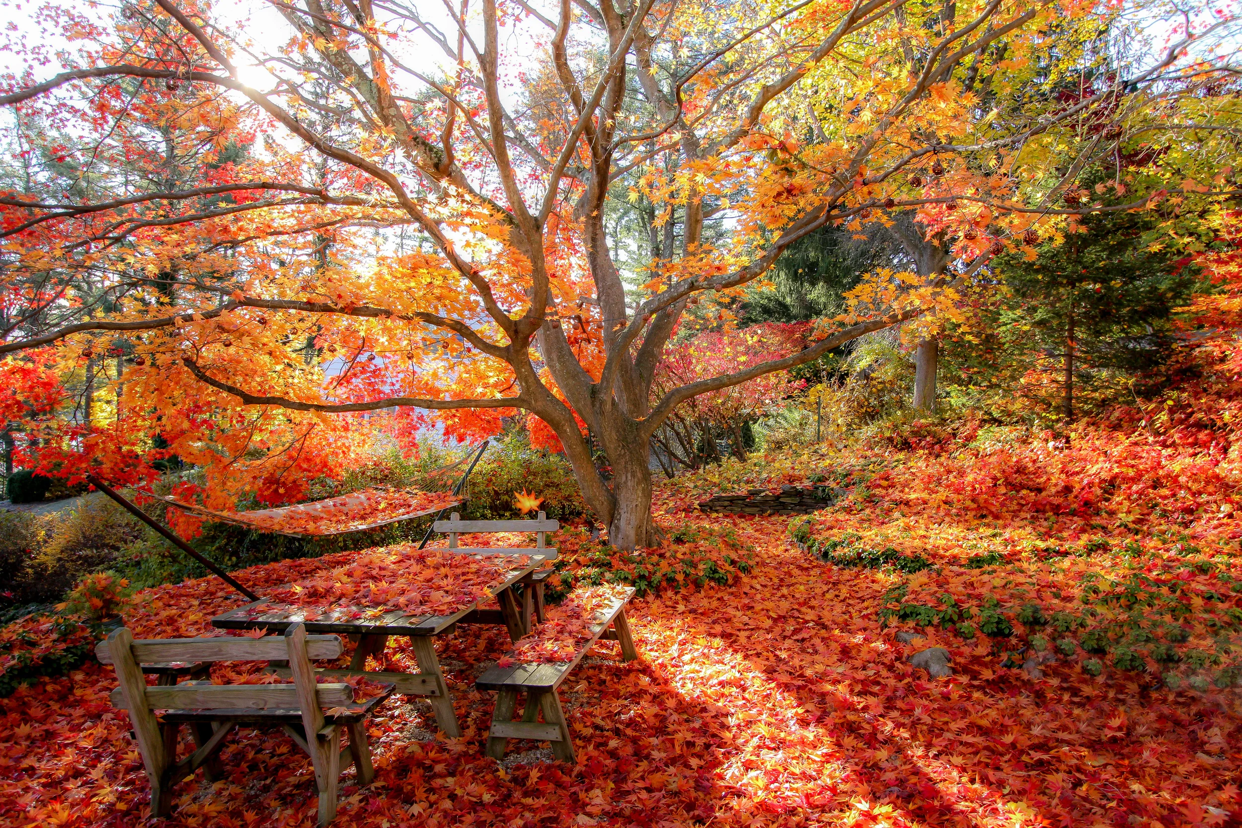 20141108-094309-IMG_0155-Edit-FG-5 Star-2.jpg