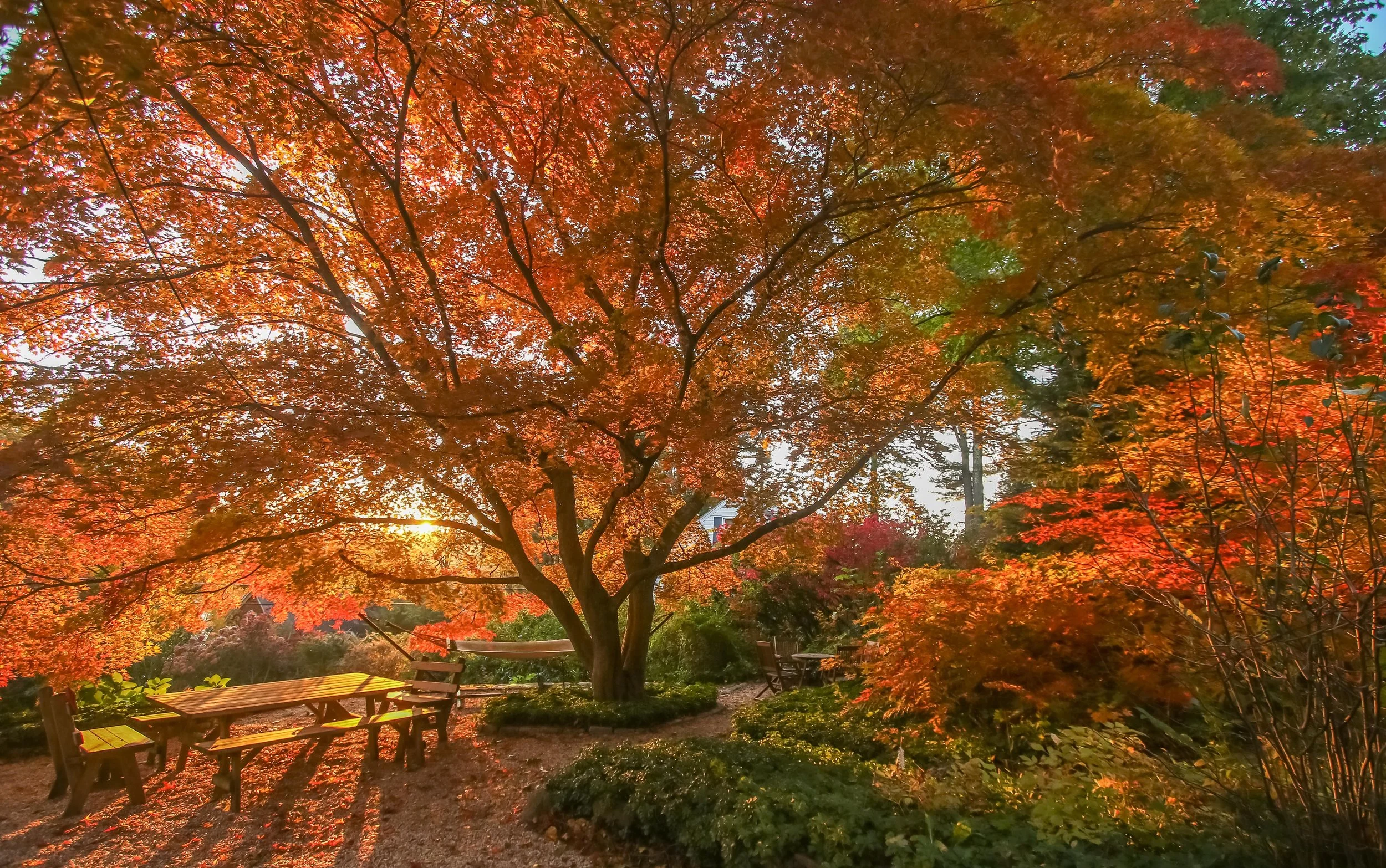 Breathtaking Japanese Maple