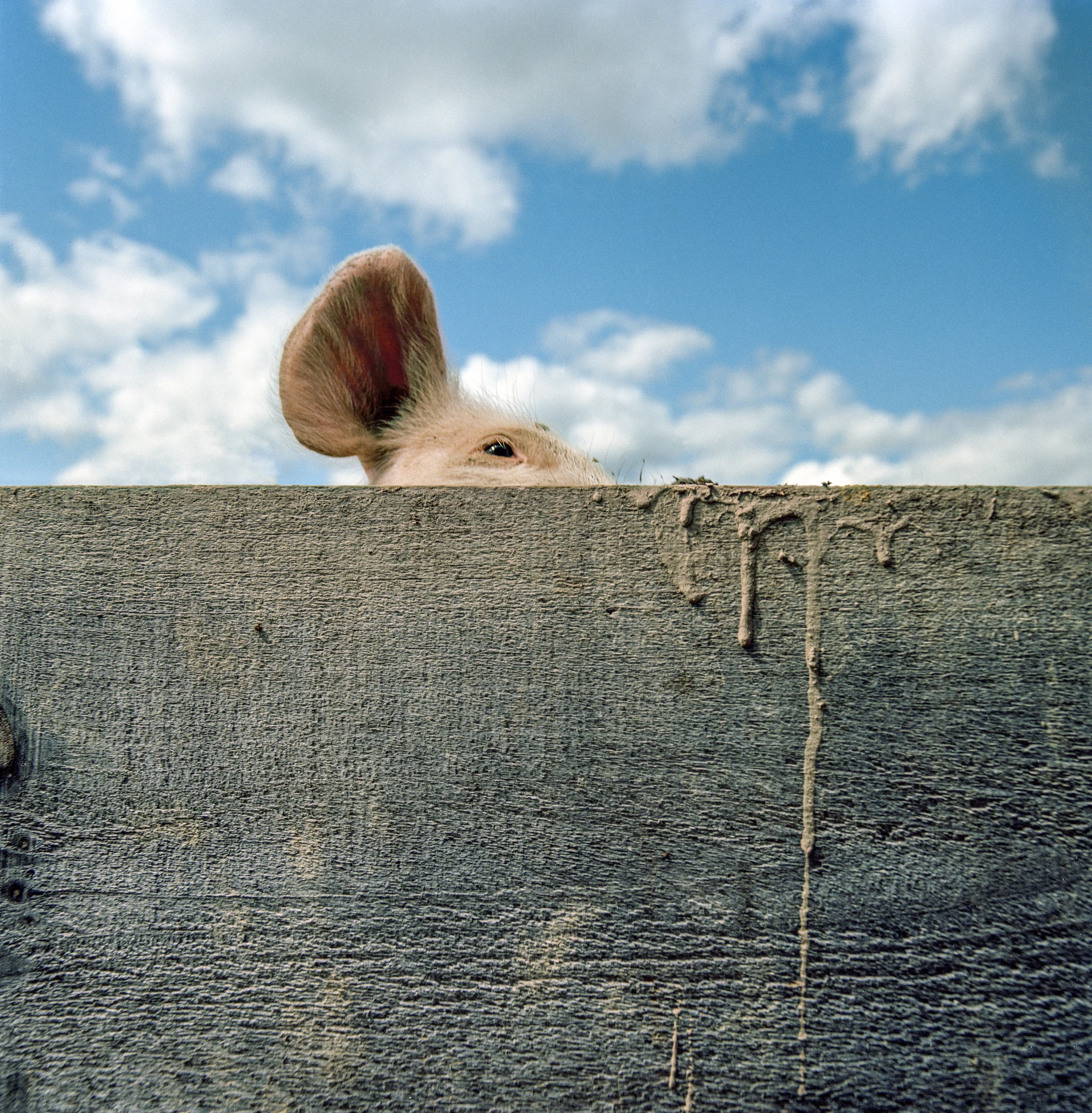 Pig