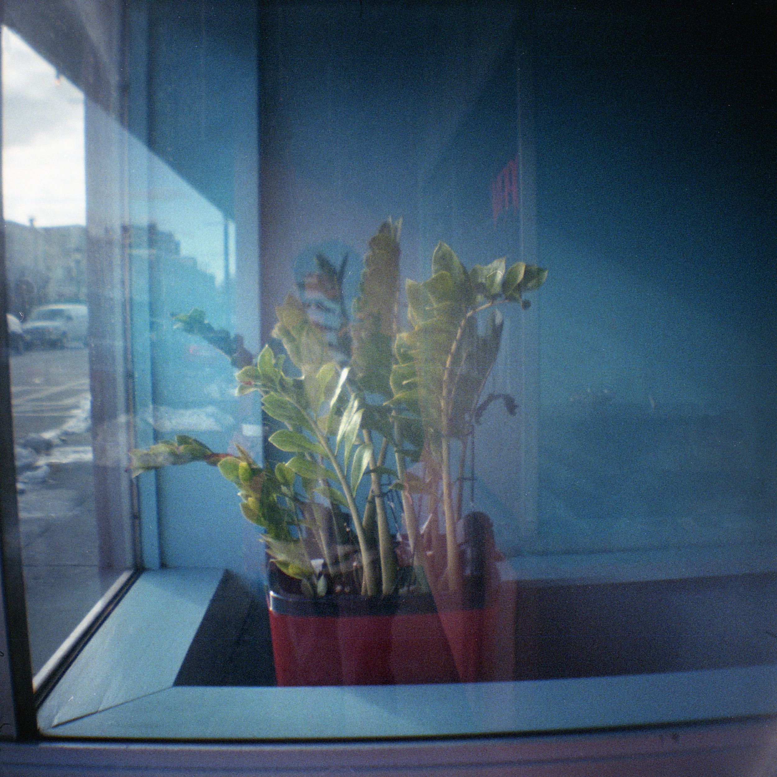  glass plants 